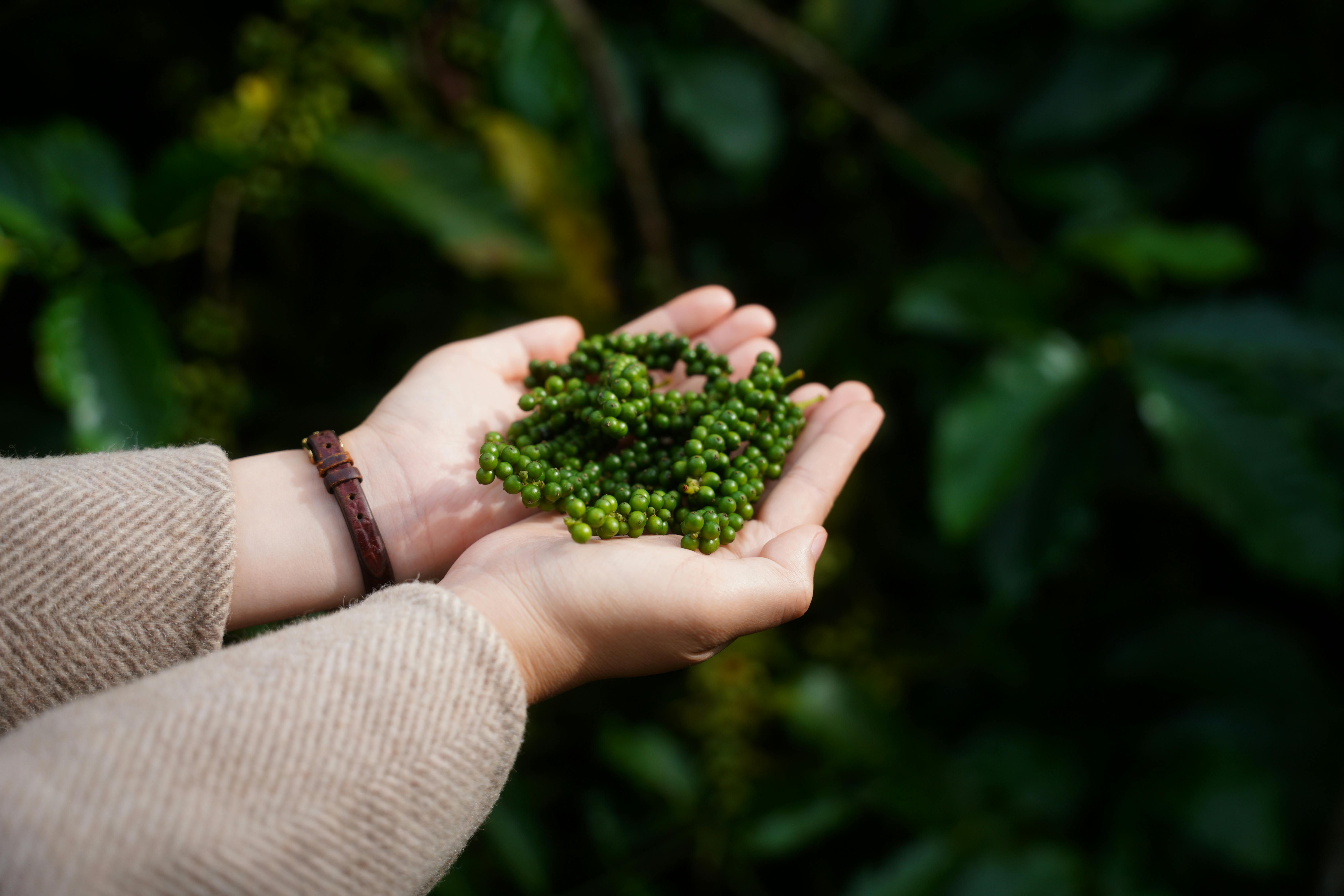Exploring the Aroma-Driven Time Machine of the Mind