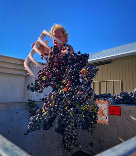 A vintner unloads ripe red grapes for winemaking on a sunny day.
