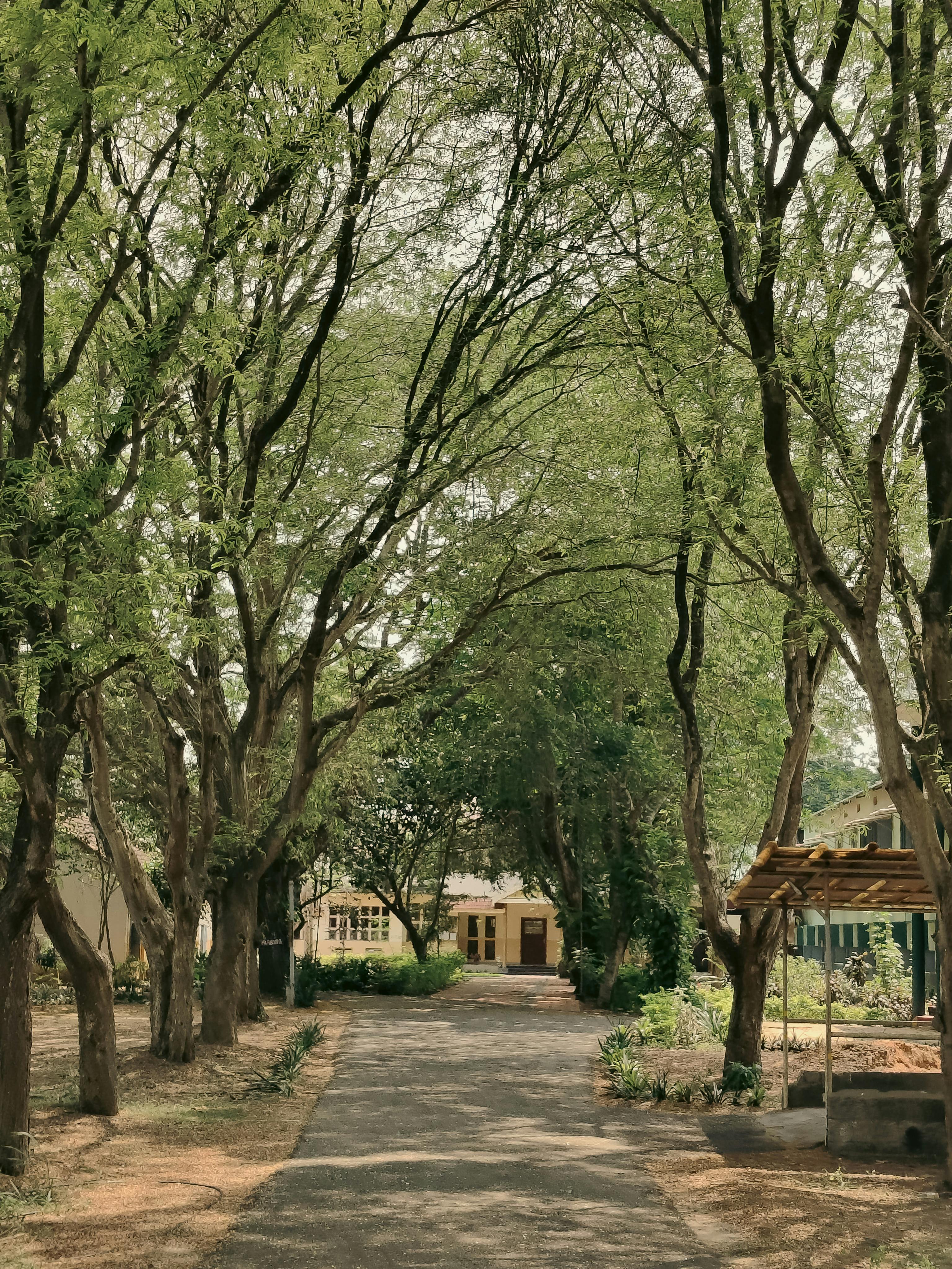 Shaded tree-lined path connecting Dempsey Hill clusters near Singapore Botanic Gardens