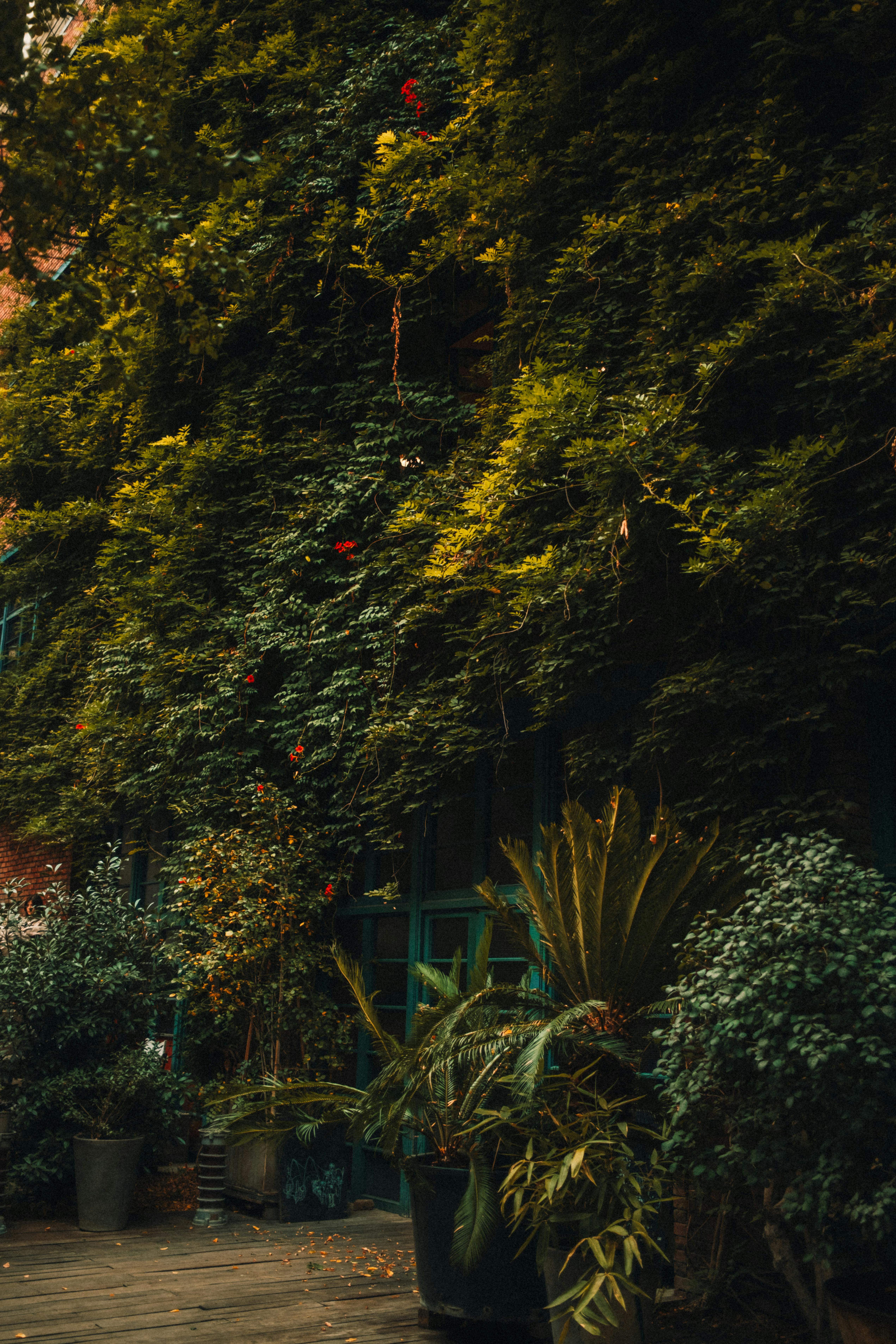 Dense foliage covers a charming alleyway in Baku, Azerbaijan, showcasing vibrant greenery.