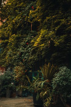 Dense foliage covers a charming alleyway in Baku, Azerbaijan, showcasing vibrant greenery.