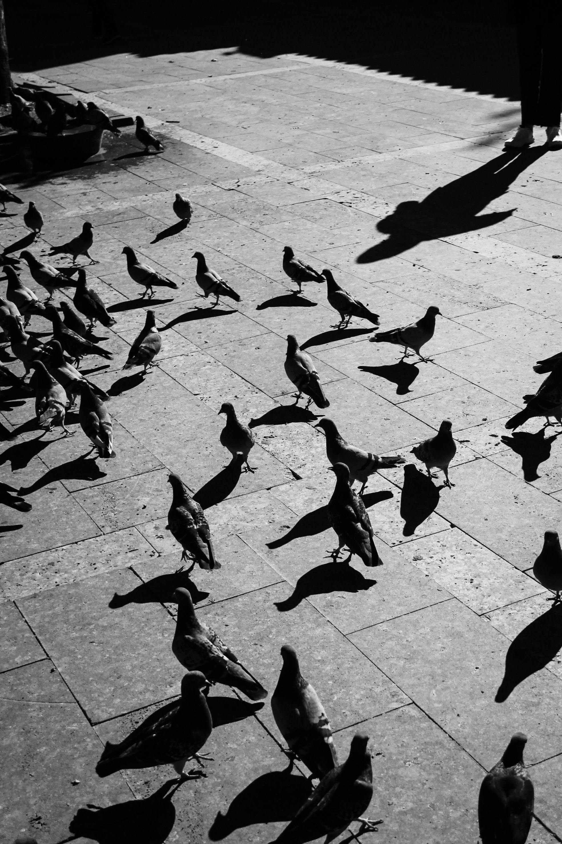 A flock of pigeons casting shadows on a city pavement in black and white.