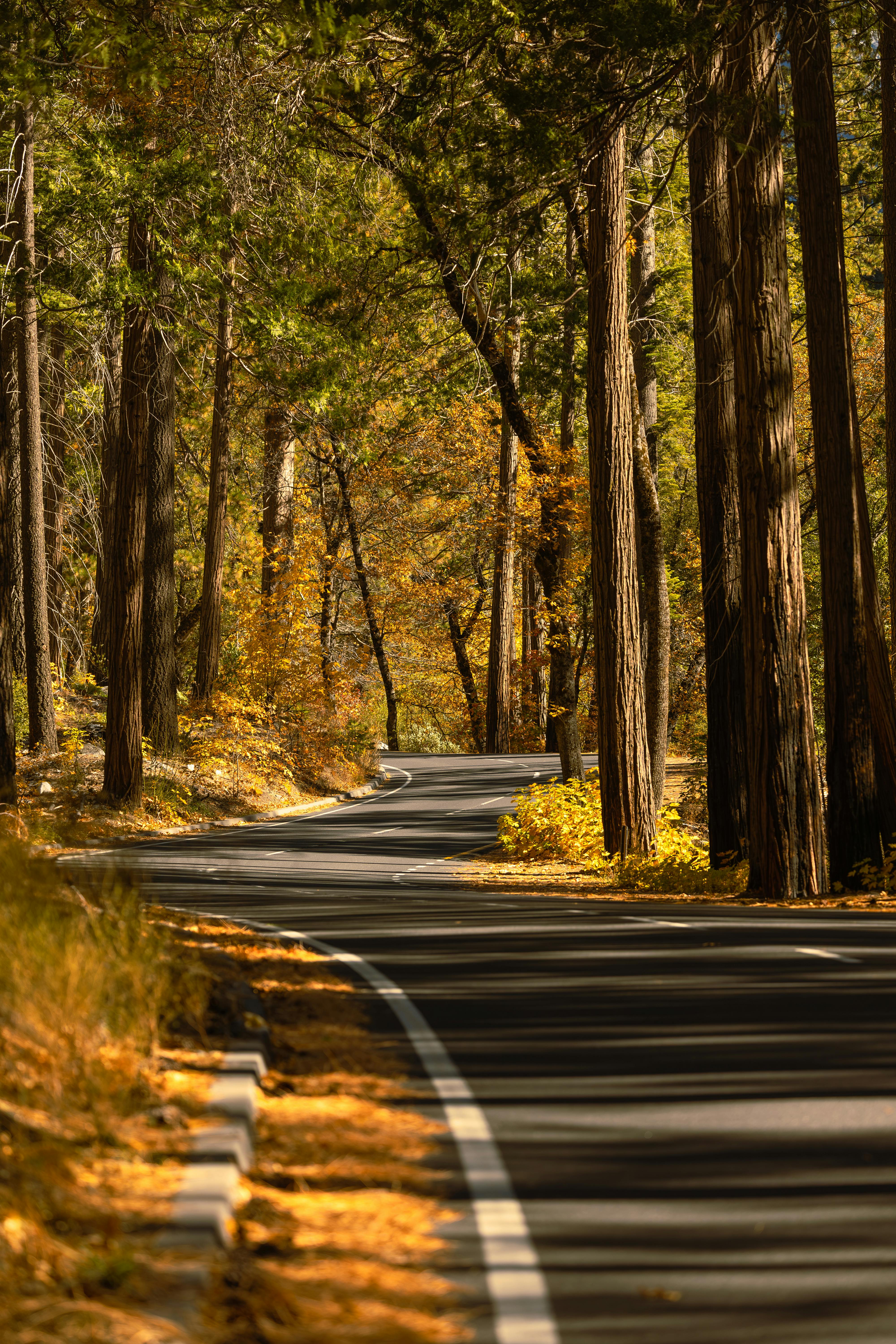 A tranquil winding road through an autumn forest with vibrant foliage.