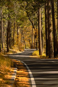 A tranquil winding road through an autumn forest with vibrant foliage.