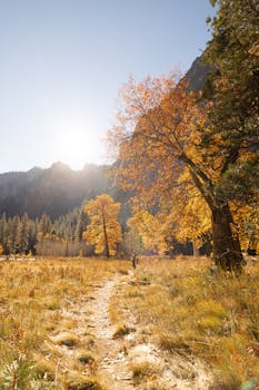 Beautiful autumn scenery in Yosemite National Park with golden trees and mountains.