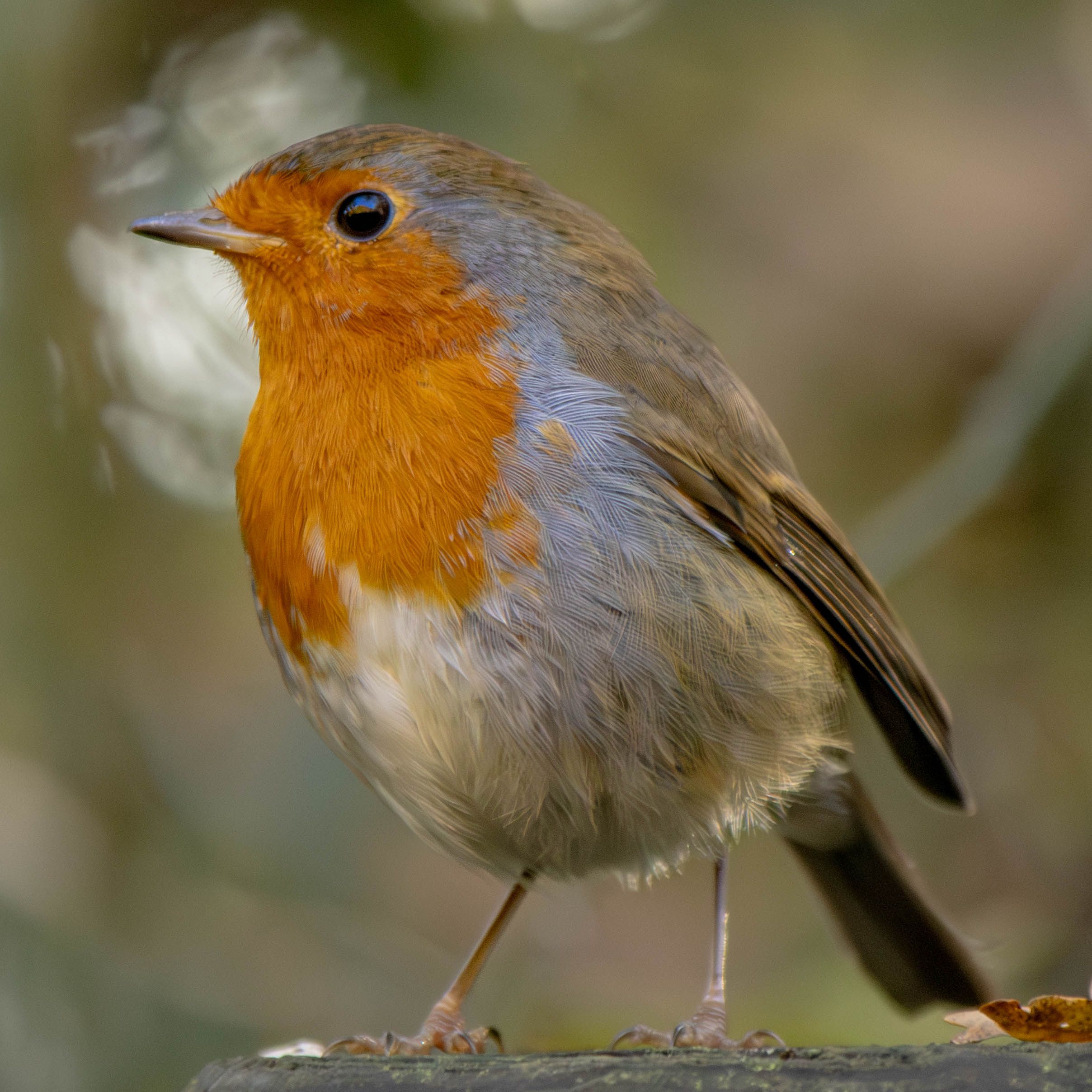 Close-up of a European robin with vibrant plumage in a natural setting.