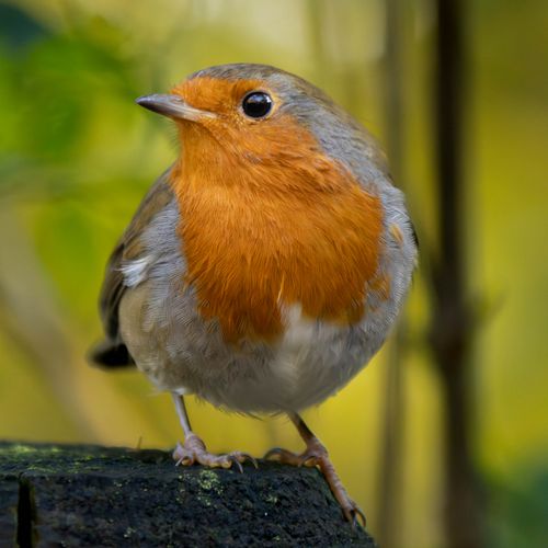 Free Charming European Robin perched on a moss-covered log in a serene forest setting. Stock Photo