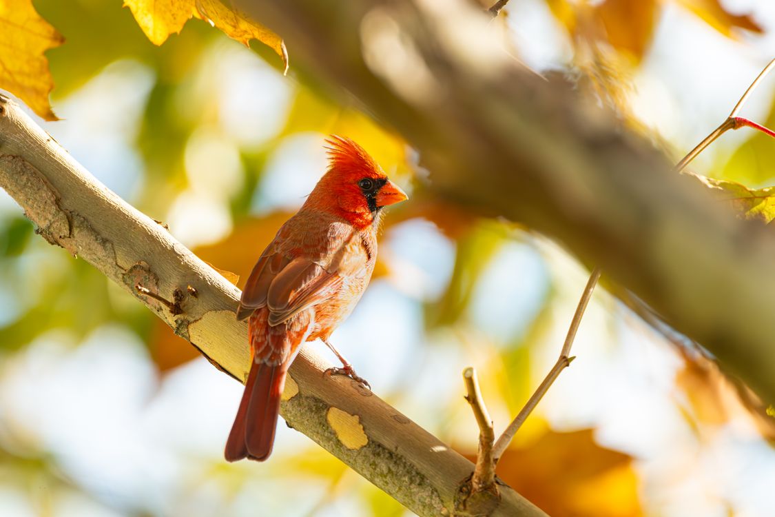 Round Top Fall Cardinal Vibrant Northern Cardinal in Autumn Setting · Free Stock Photo