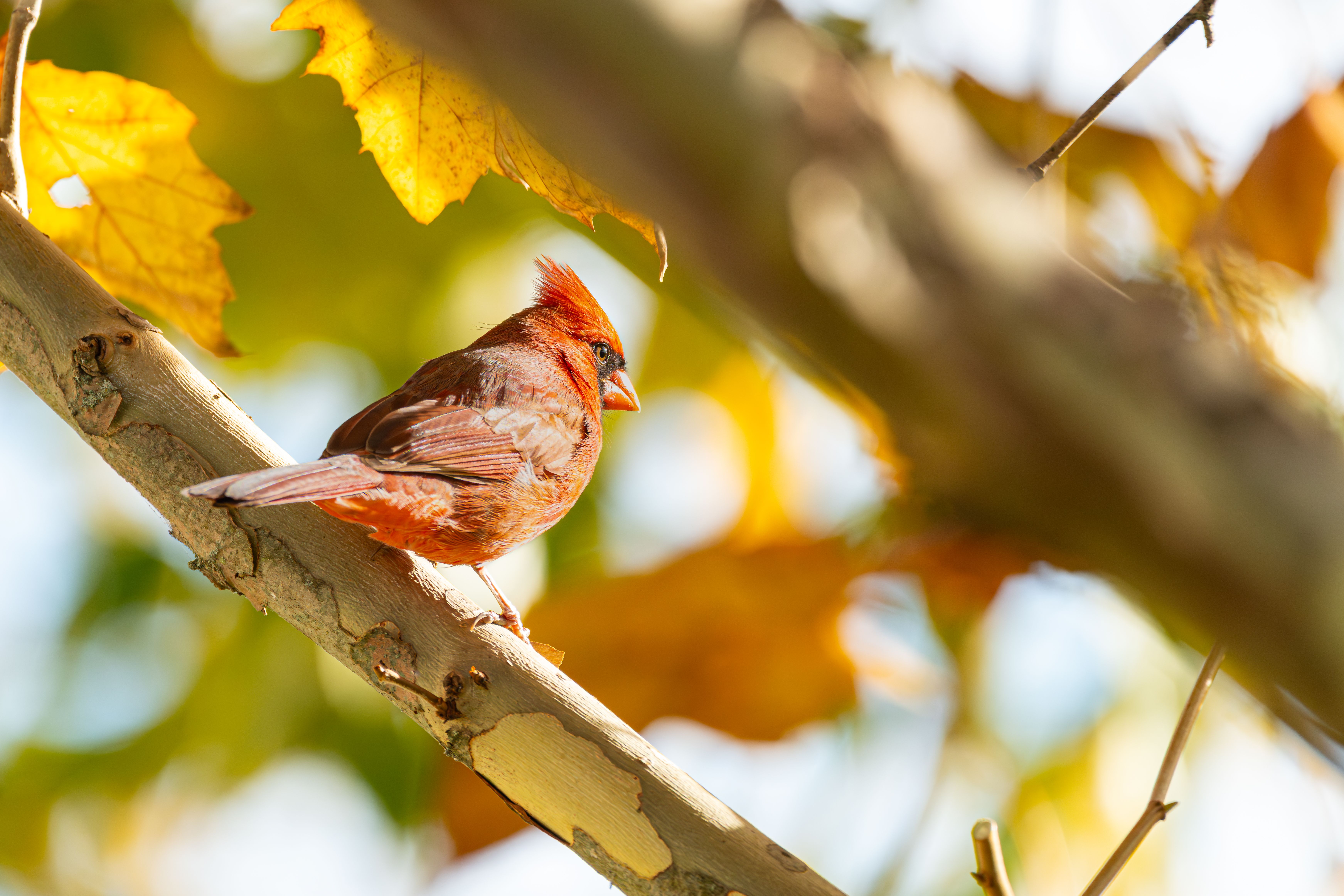 Hello Fall Birds Bird In Fall Photos, Download The BEST Free Bird In Fall Stock Photos ...