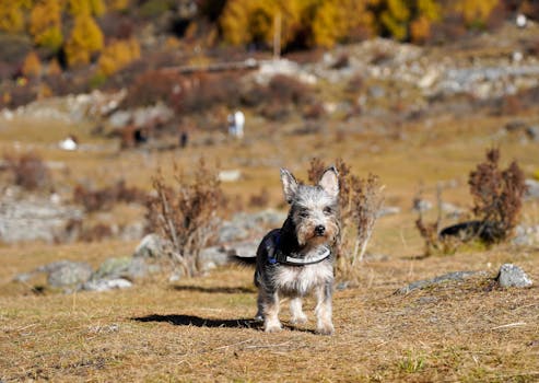 A charming terrier dog stands in an autumn field with colorful trees in the background.