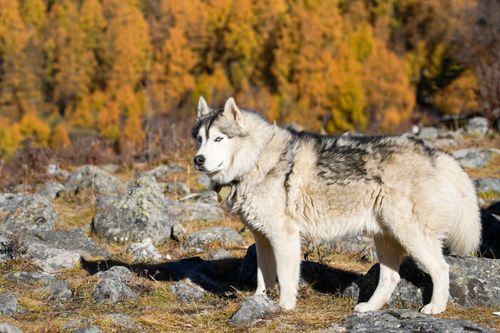 Free Majestic Siberian Husky standing in a rocky autumn forest, surrounded by vibrant foliage. Stock Photo