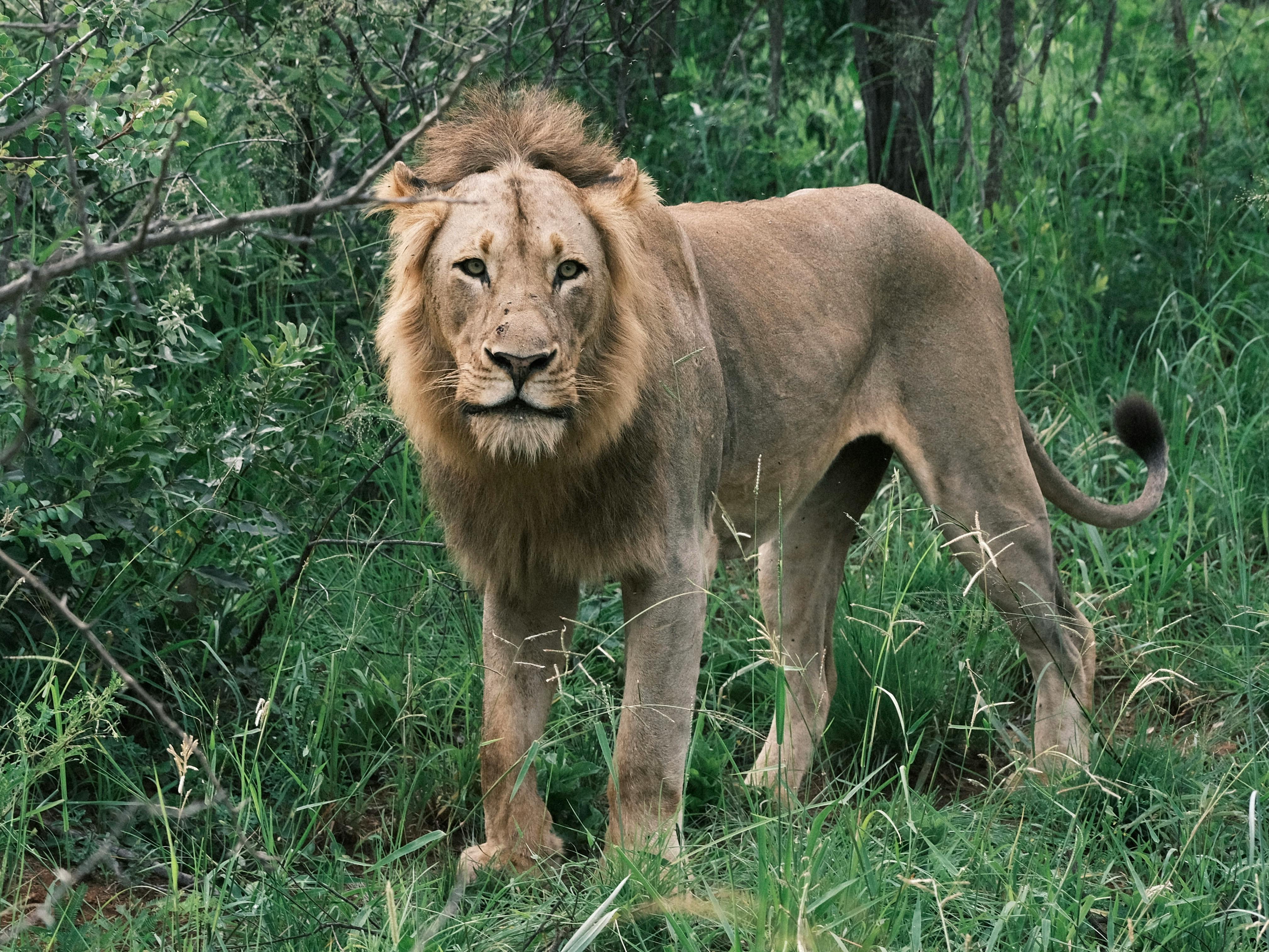 The African Lion Roars In Real Time: Exercise African Lion 2026, Morocco’s Strategic Centrality, And The Geopolitics Of A Fra