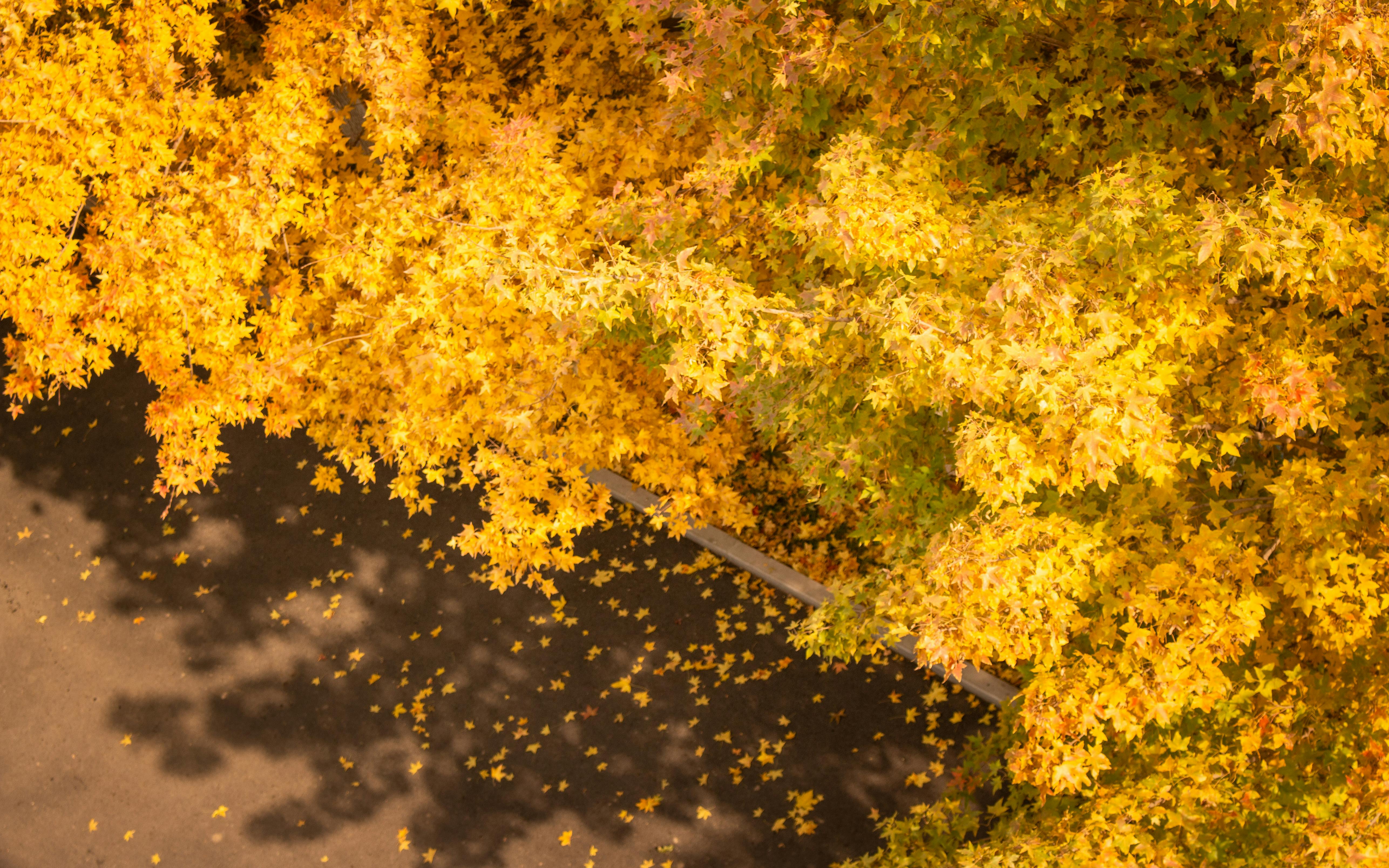 Aerial view of golden autumn leaves on trees lining a street, showing vibrant fall colors.