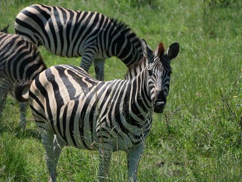 Free Zebras in a green grassland under the sun, showcasing their distinct black and white stripes. Stock Photo
