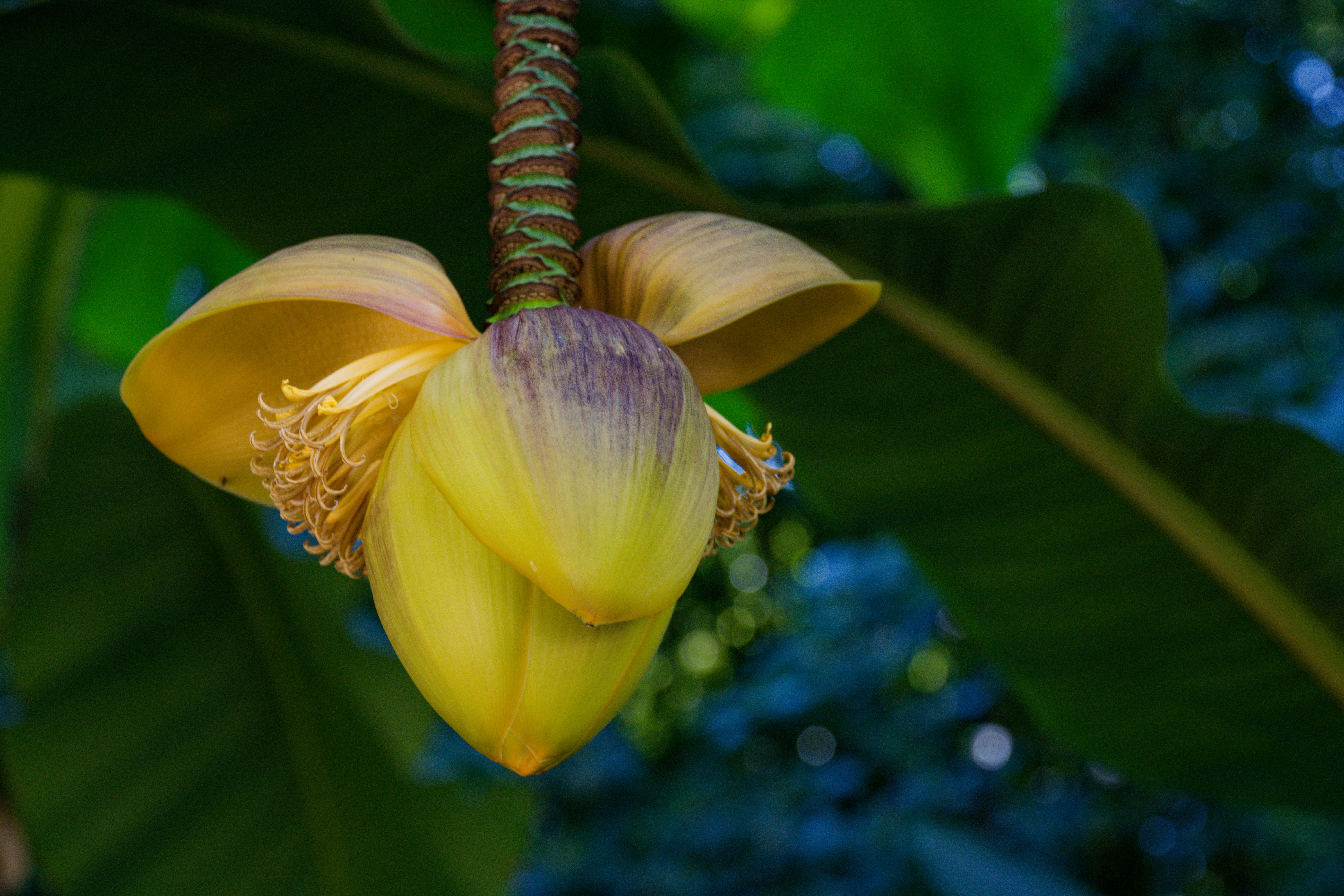 The purple male bud, or banana heart, at the tip of a bunch — snap it off by hand with a forked stick to stop insects spreading BXW.