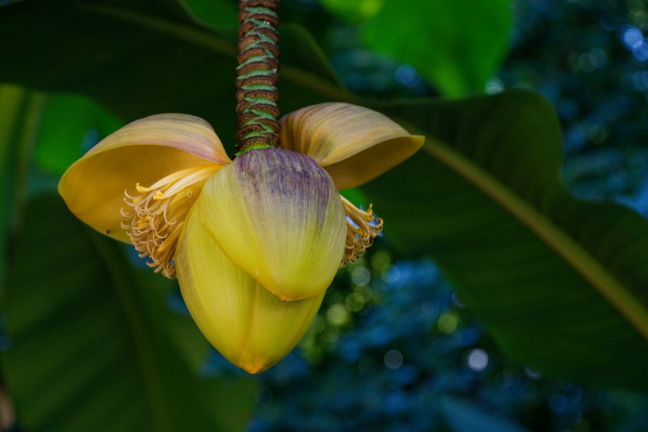 The purple male bud, or banana heart, at the tip of a bunch — snap it off by hand with a forked stick to stop insects spreading BXW.