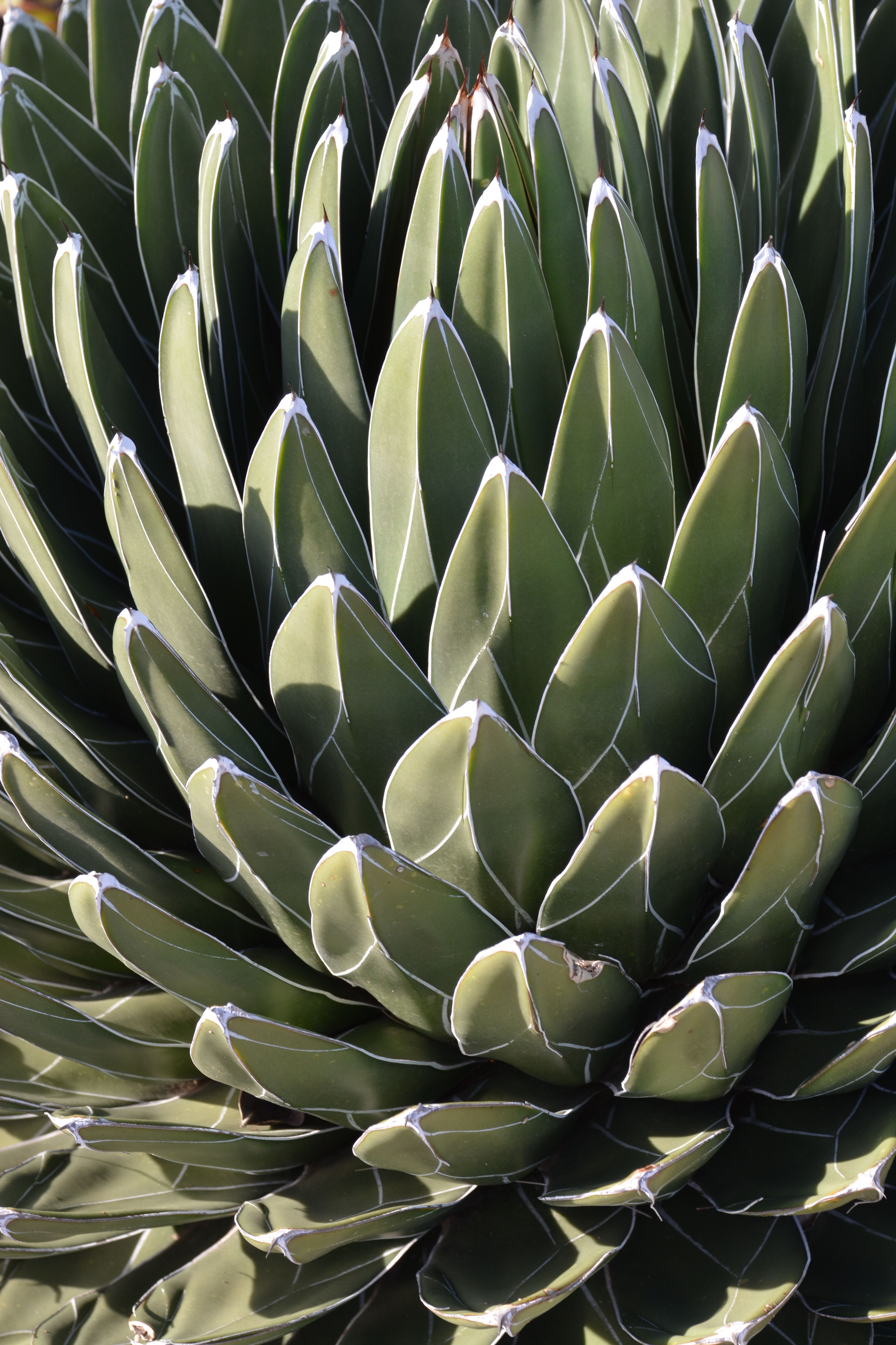 Detailed image of a succulent plant with distinctive, symmetrical green leaves creating a natural pattern.