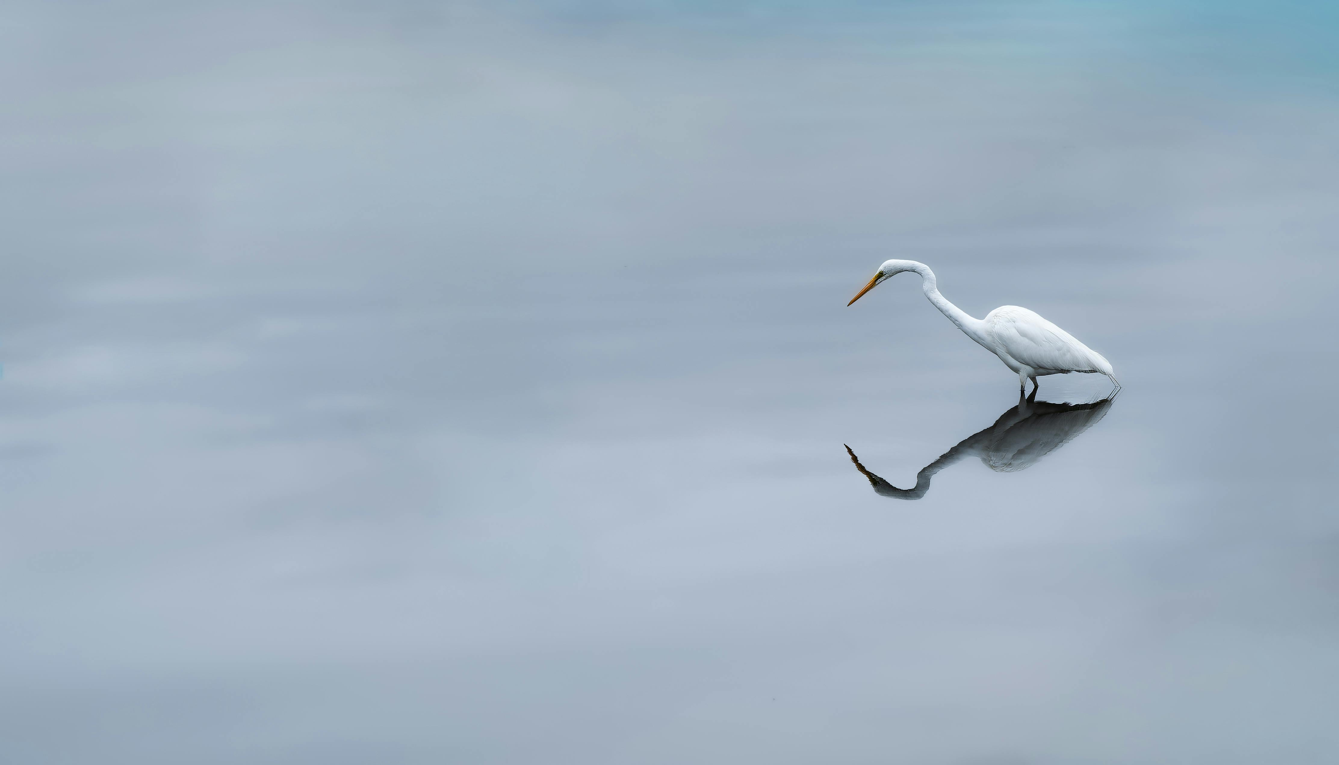 gratis Een eenzame zilverreiger staat in kalm water. Zijn weerspiegeling versterkt het serene, minimalistische tafereel. Stockfoto