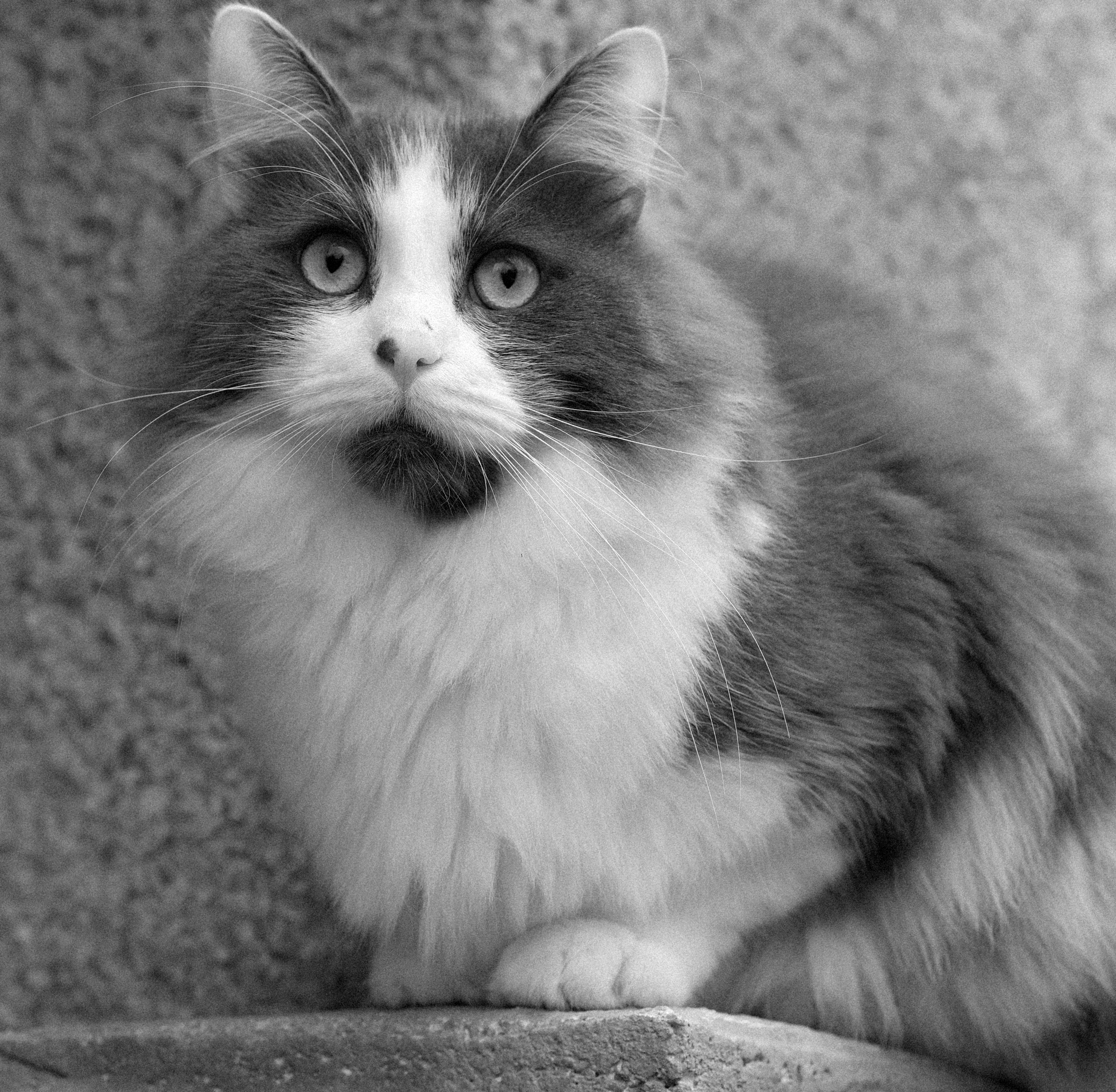 Elegant black and white portrait of a fluffy long-haired cat gazing intently.