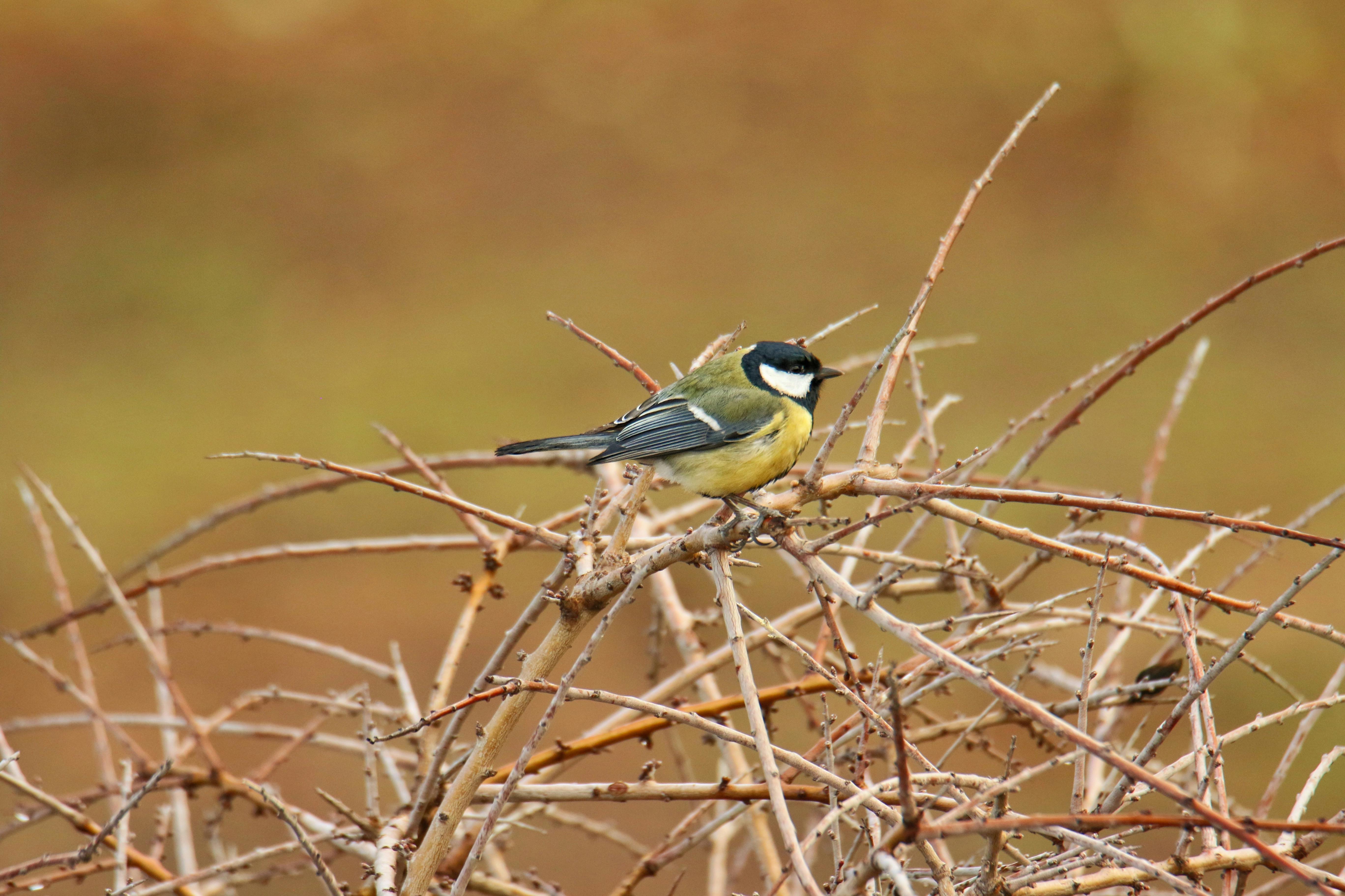 Pic Of Major Photos Download The BEST Free Pic Of Major Stock Photos