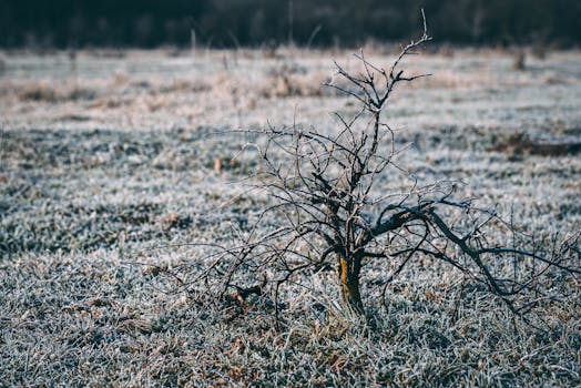 A frosty, barren tree in a grassy field during winter, highlighting nature's stark beauty.