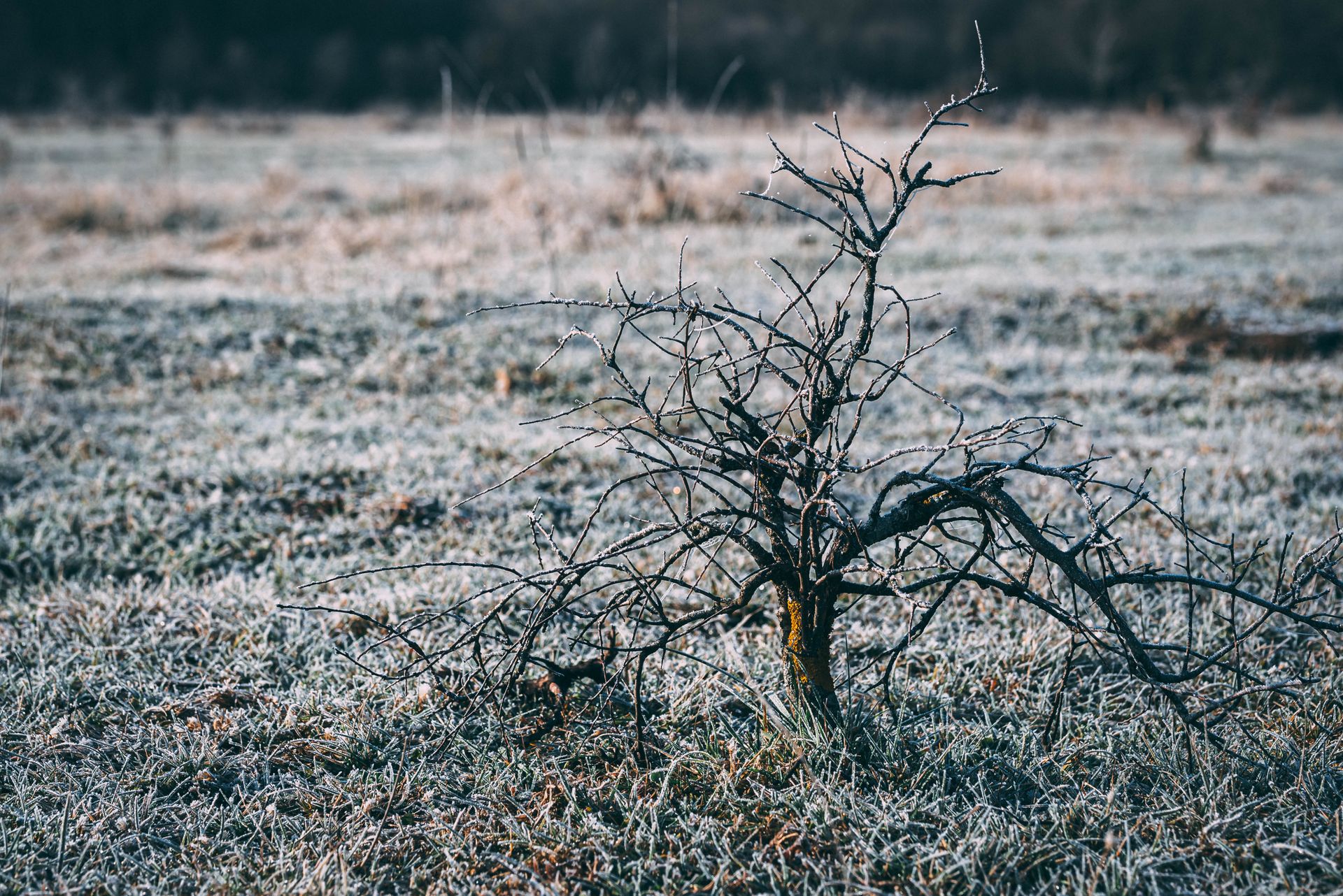 A frosty, barren tree in a grassy field during winter, highlighting nature's stark beauty.