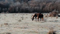 冰天雪地的田野里，两匹马正在吃草，周围环绕着寒冷的森林