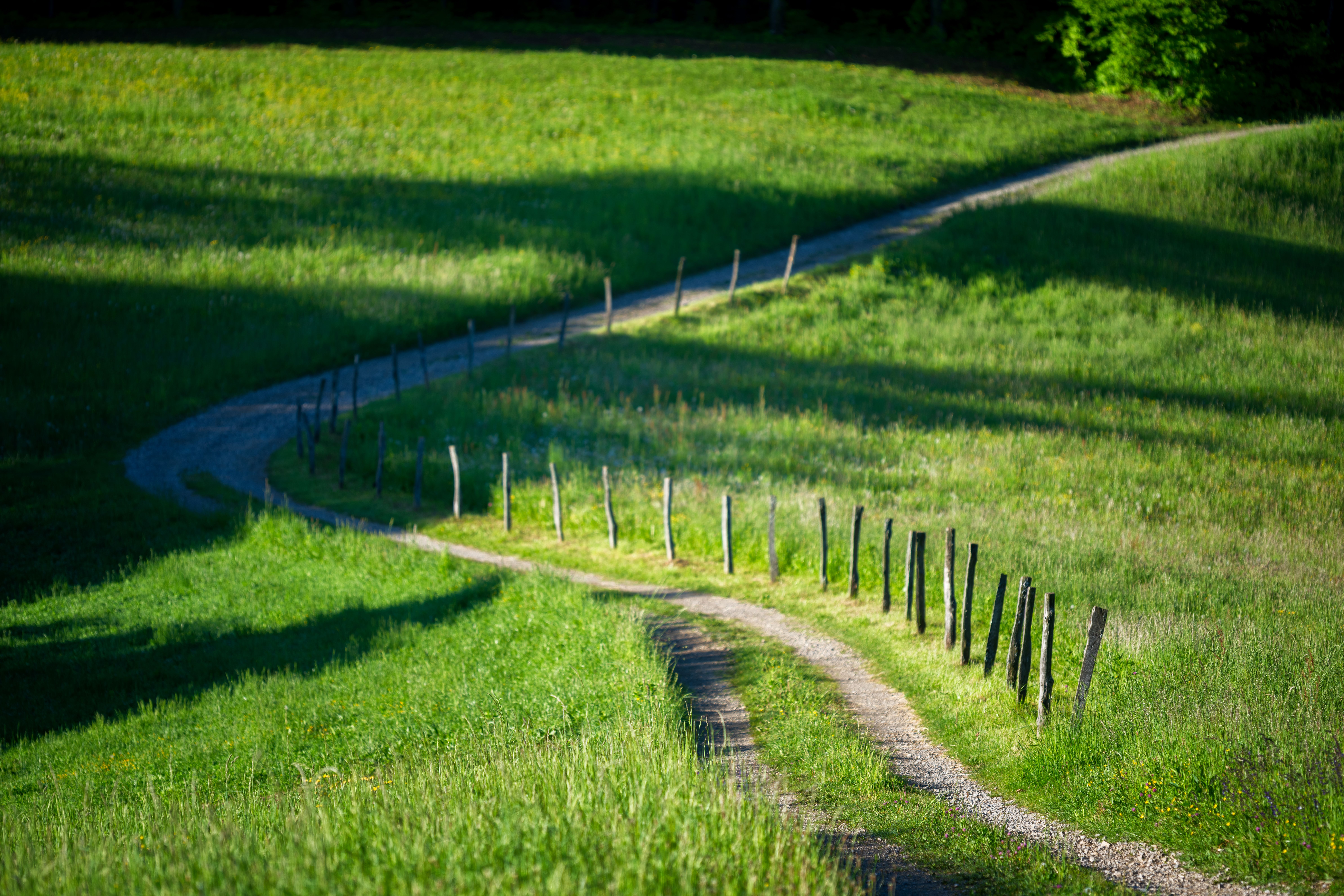 Farmland path with survey stakes in morning light