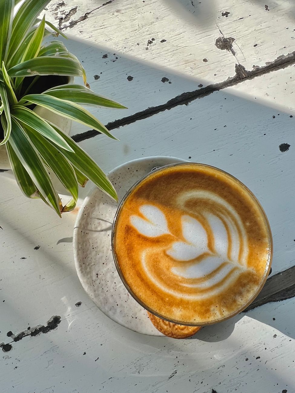 Aerial view of a latte with leaf art on a rustic white table beside a potted plant.
