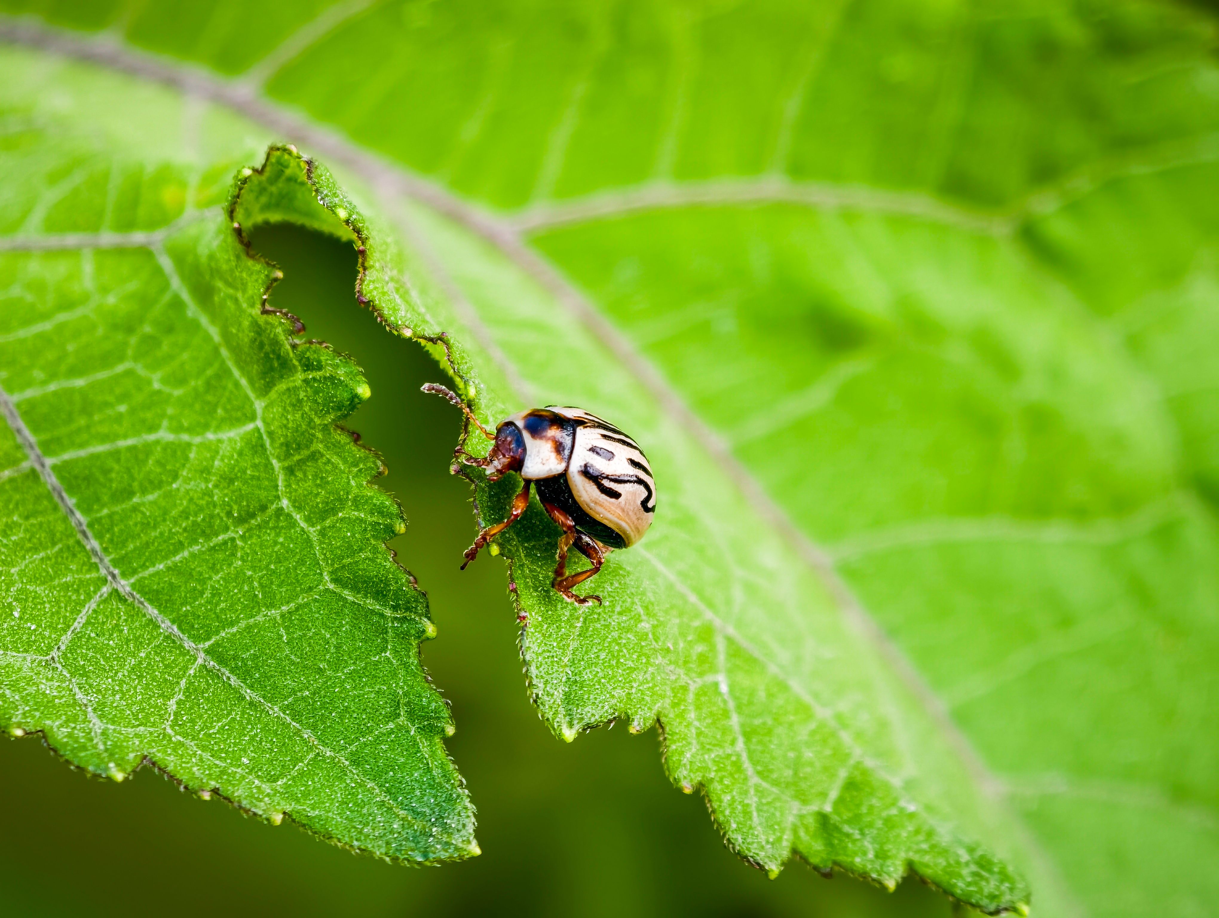 Close-up of Leaf Beetle on Green Leaf · Free Stock Photo