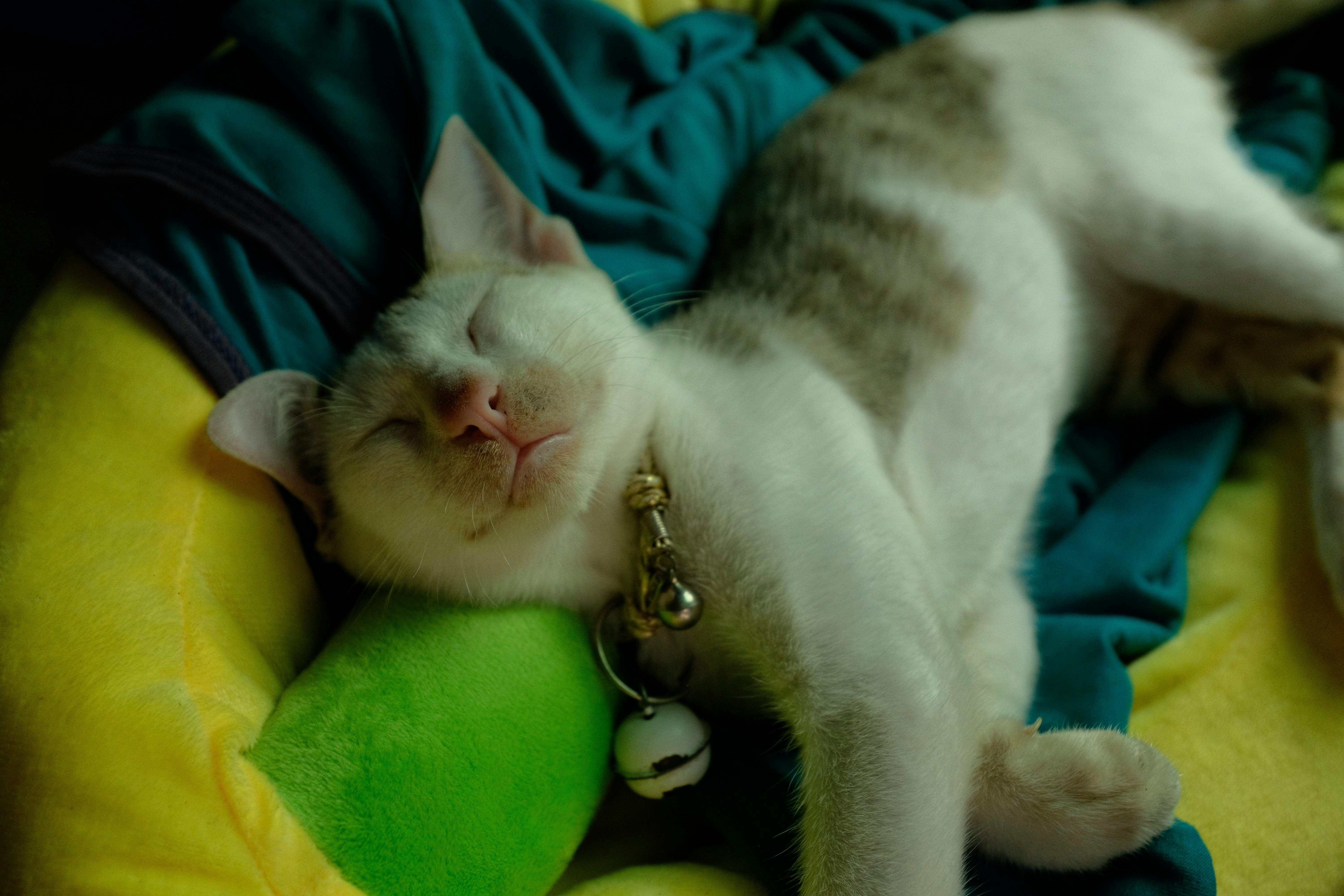 政治：戰貓出訪歐洲：台灣外交重大突破的深遠意義解析