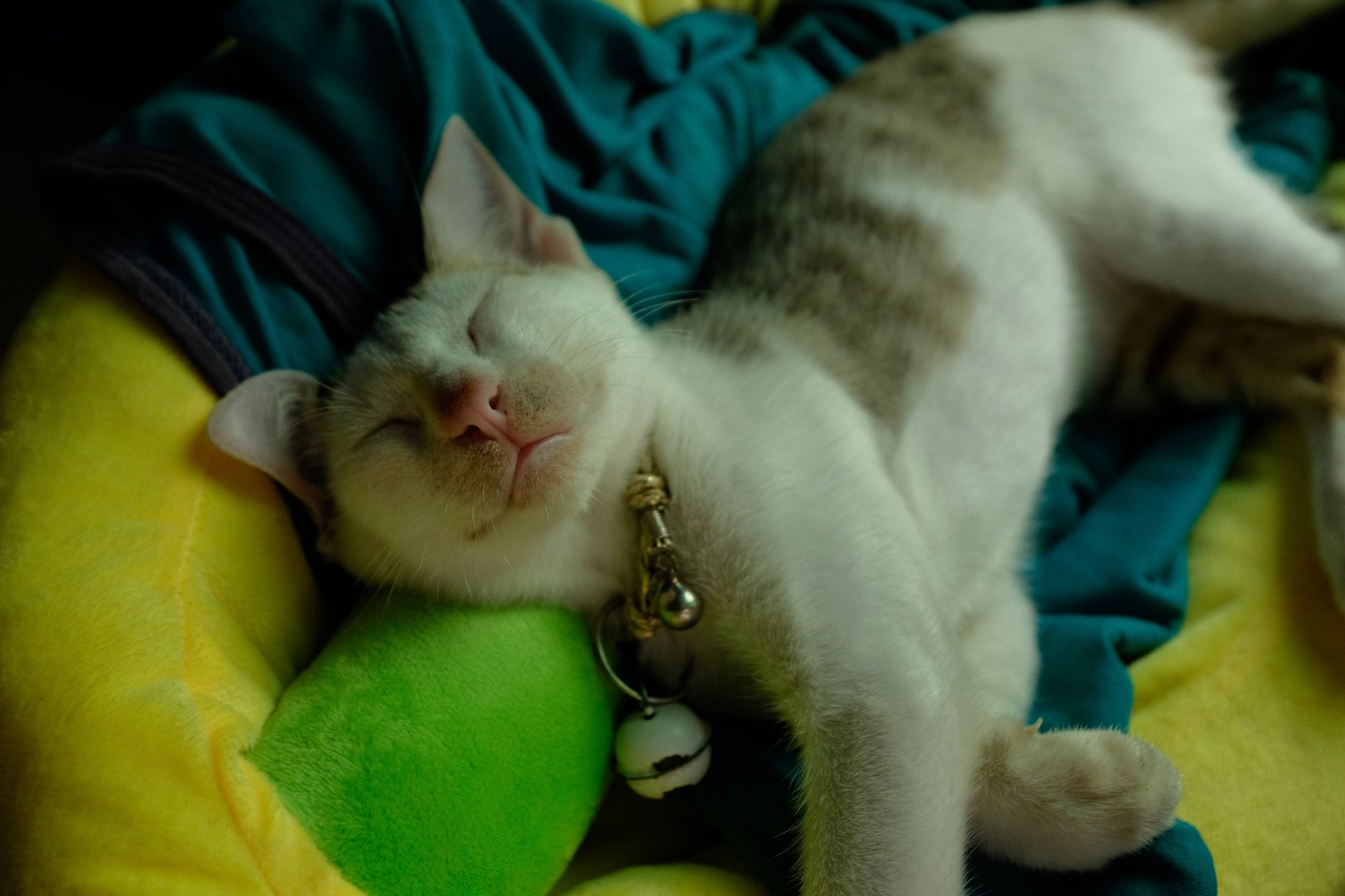 Cute cat dozing on a colorful blanket, creating a serene and cozy scene.