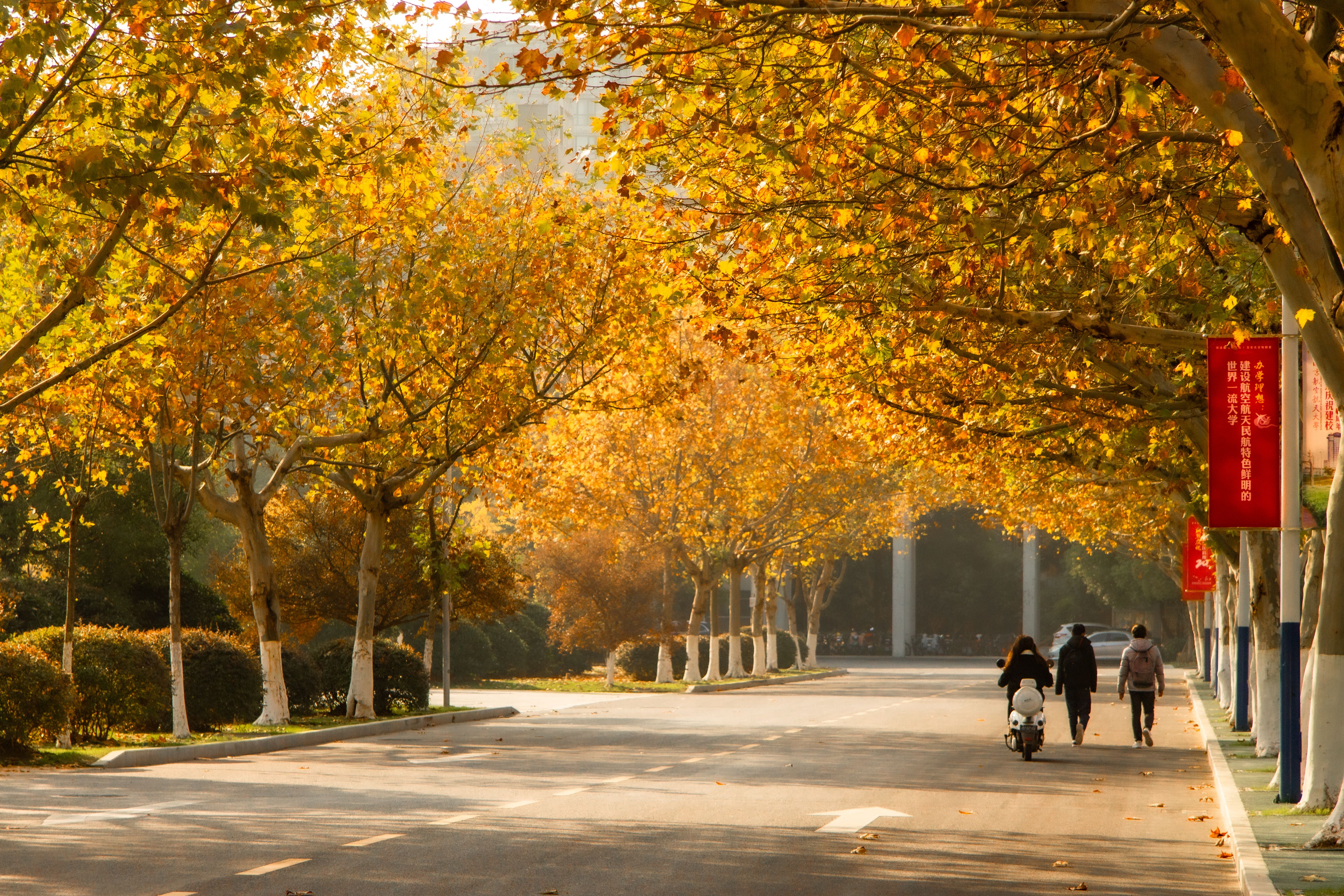 Autumn Street Scene with Golden Trees · Free Stock Photo