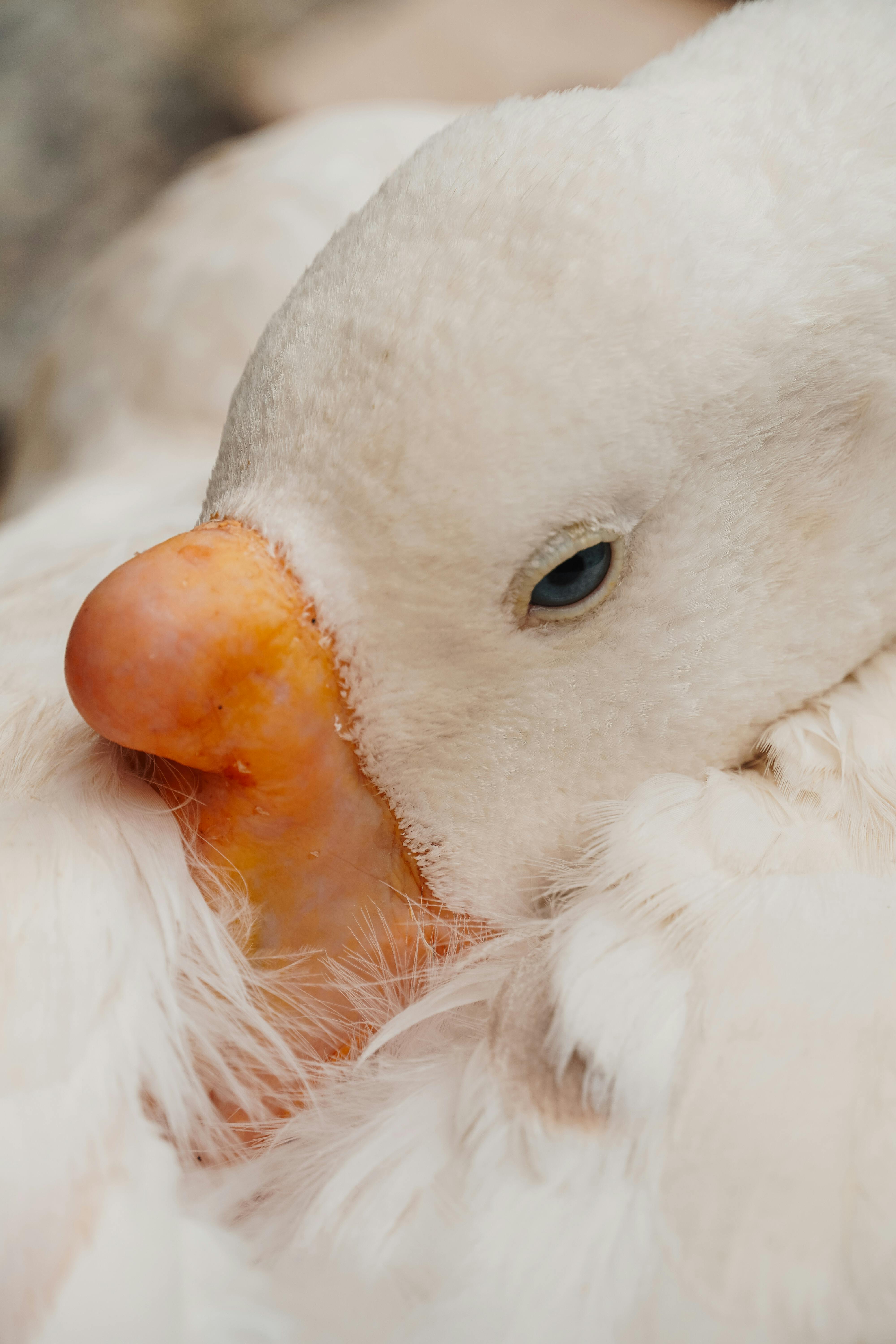 A tranquil close-up of a white duck resting, showcasing serene beauty and calmness.