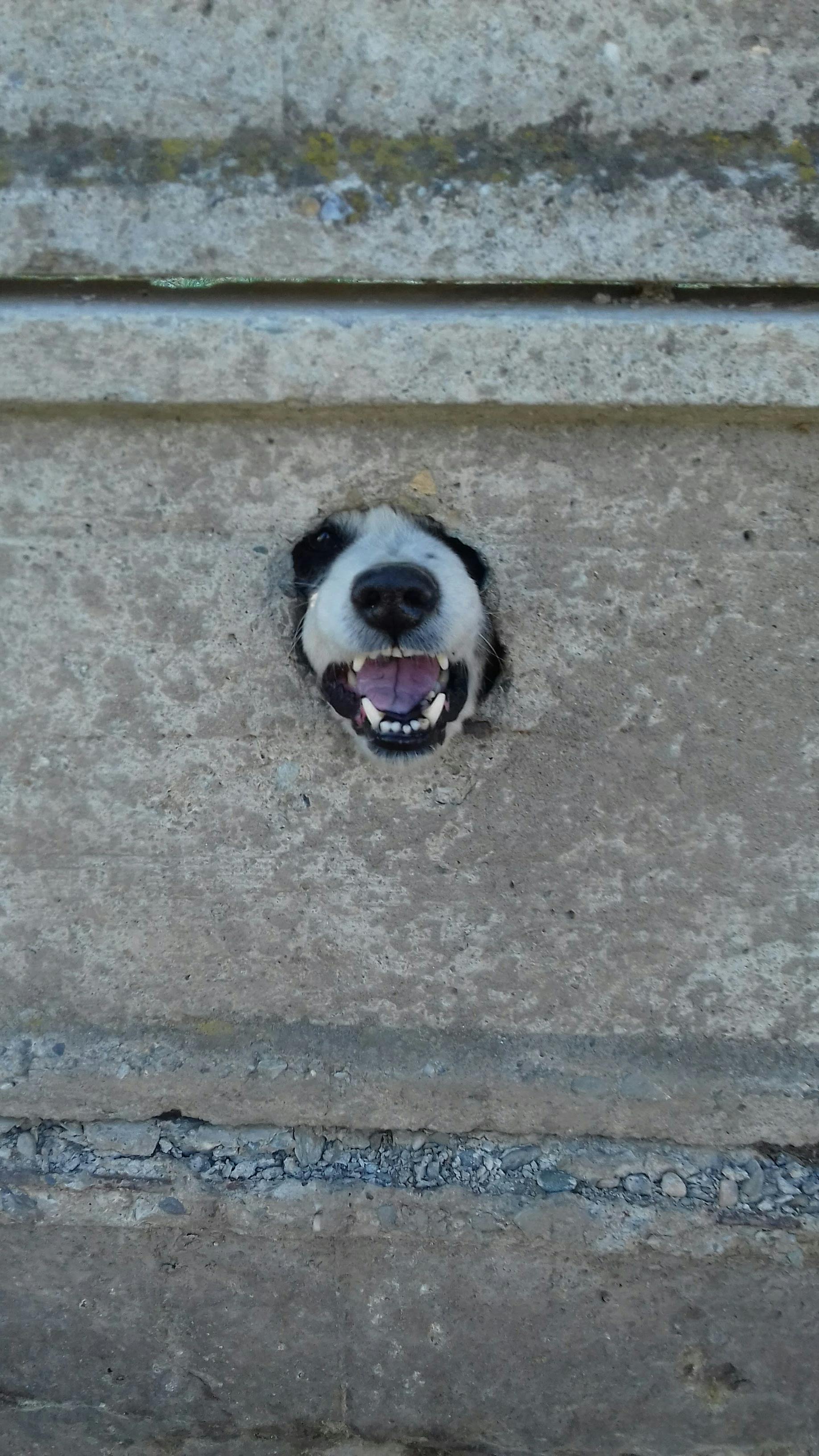 Why Do Dogs Have Wet Noses? Discover This Fascinating Truth! 2 5 Surprising Benefits of Your Dog’s Moist Nostrils You Never Knew About