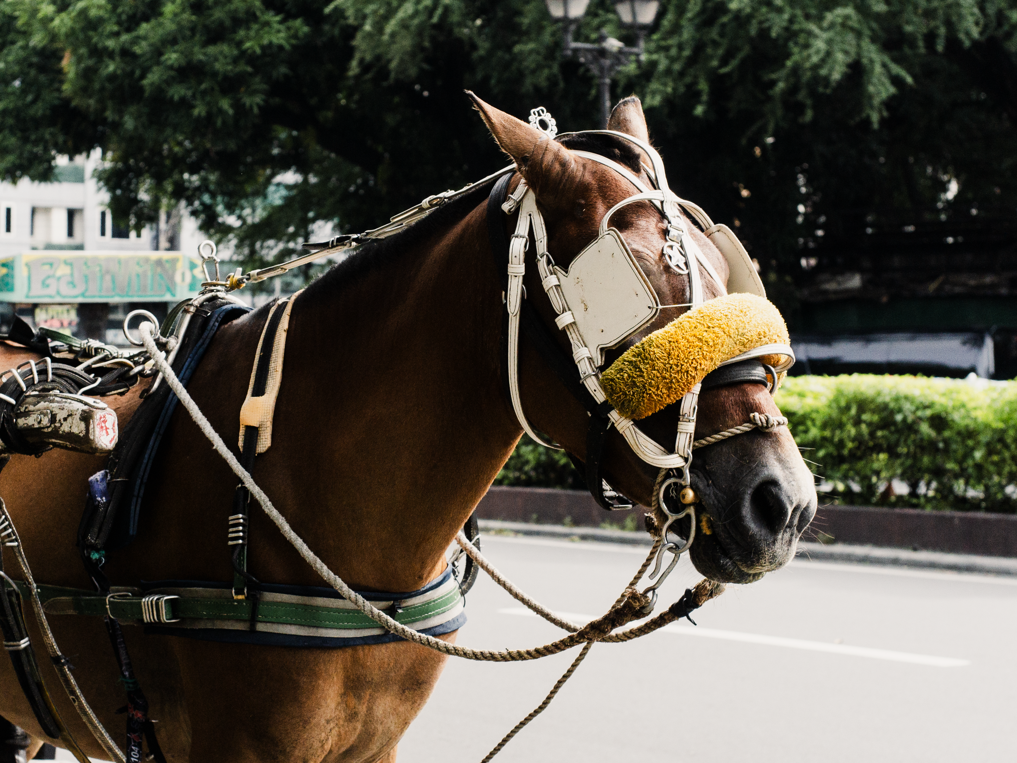 Articles of leather; saddlery and harness; travel goods, handbags and similar containers; articles of animal gut (other than silk-worm gut)