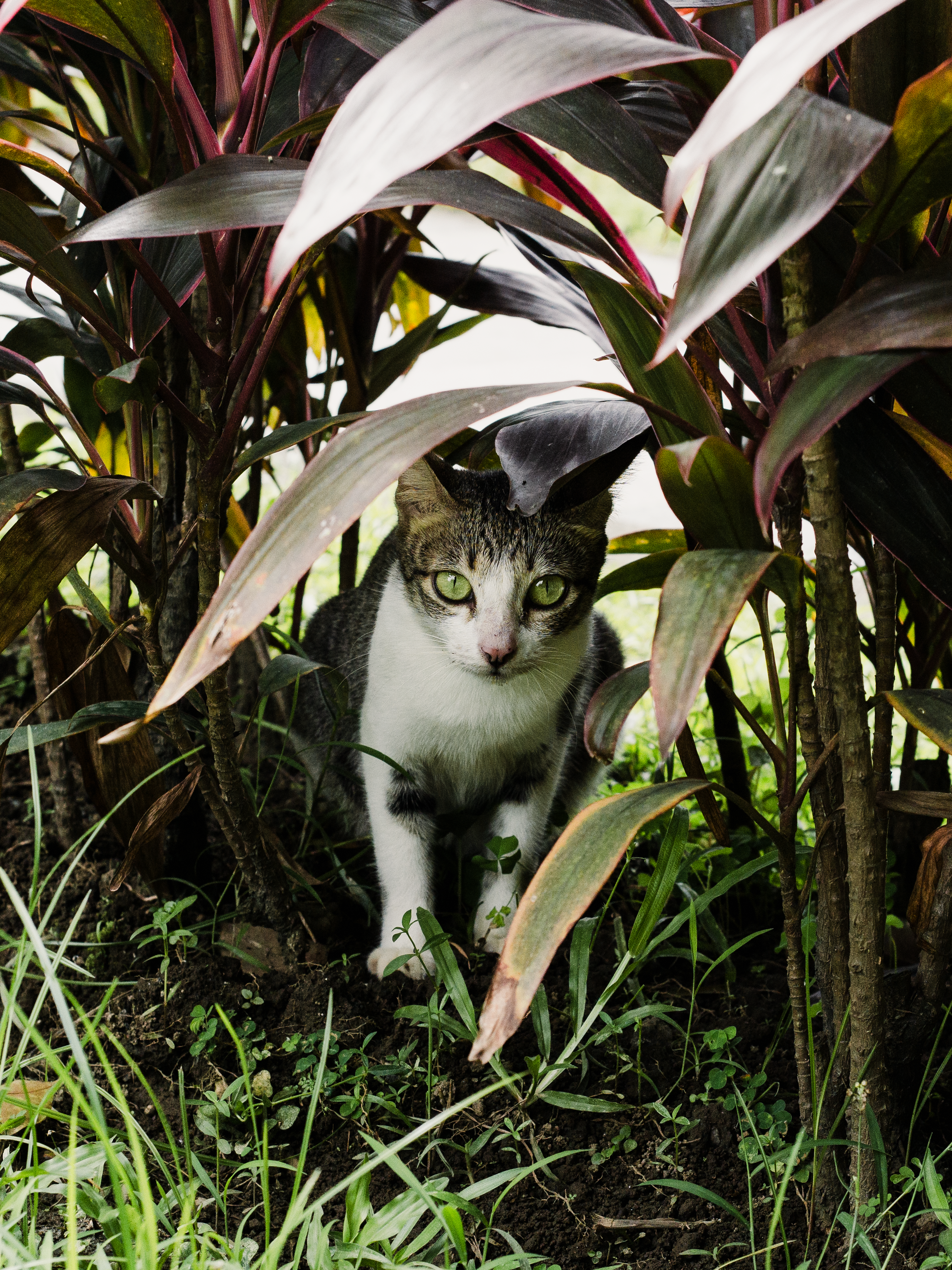 De franc Un gat abandonat amagat sota plantes tropicals vibrants a Manila, Filipines. Foto d'estoc