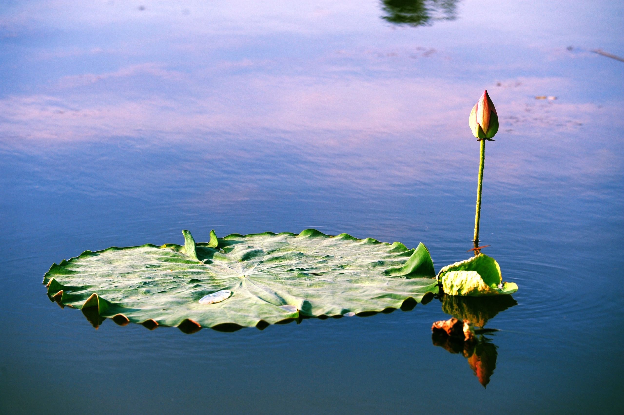 A single lotus bud and leaf float on tranquil blue water, evoking serenity