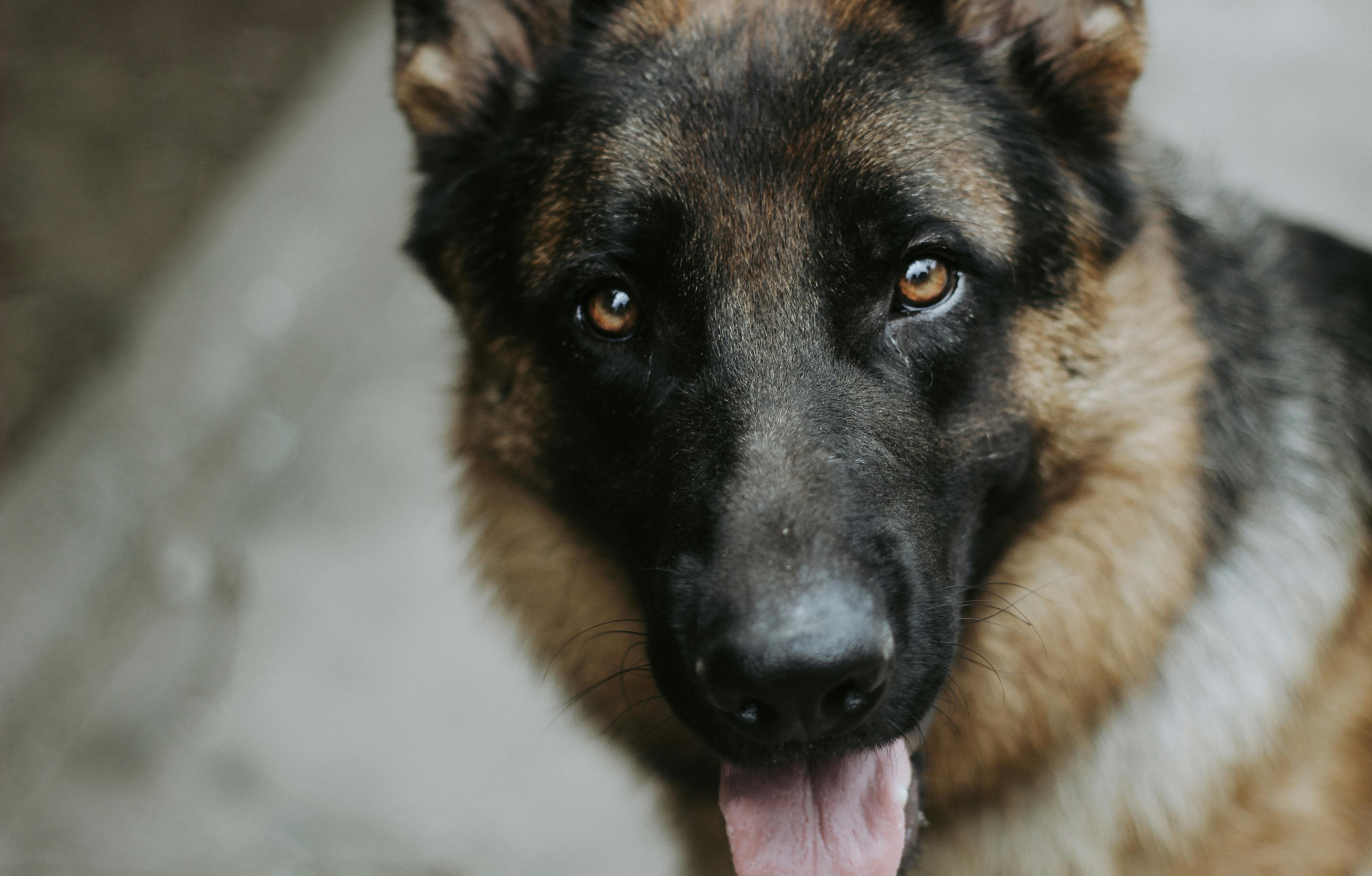pet technology contact — Photo by Thái Trường Giang on Pexels