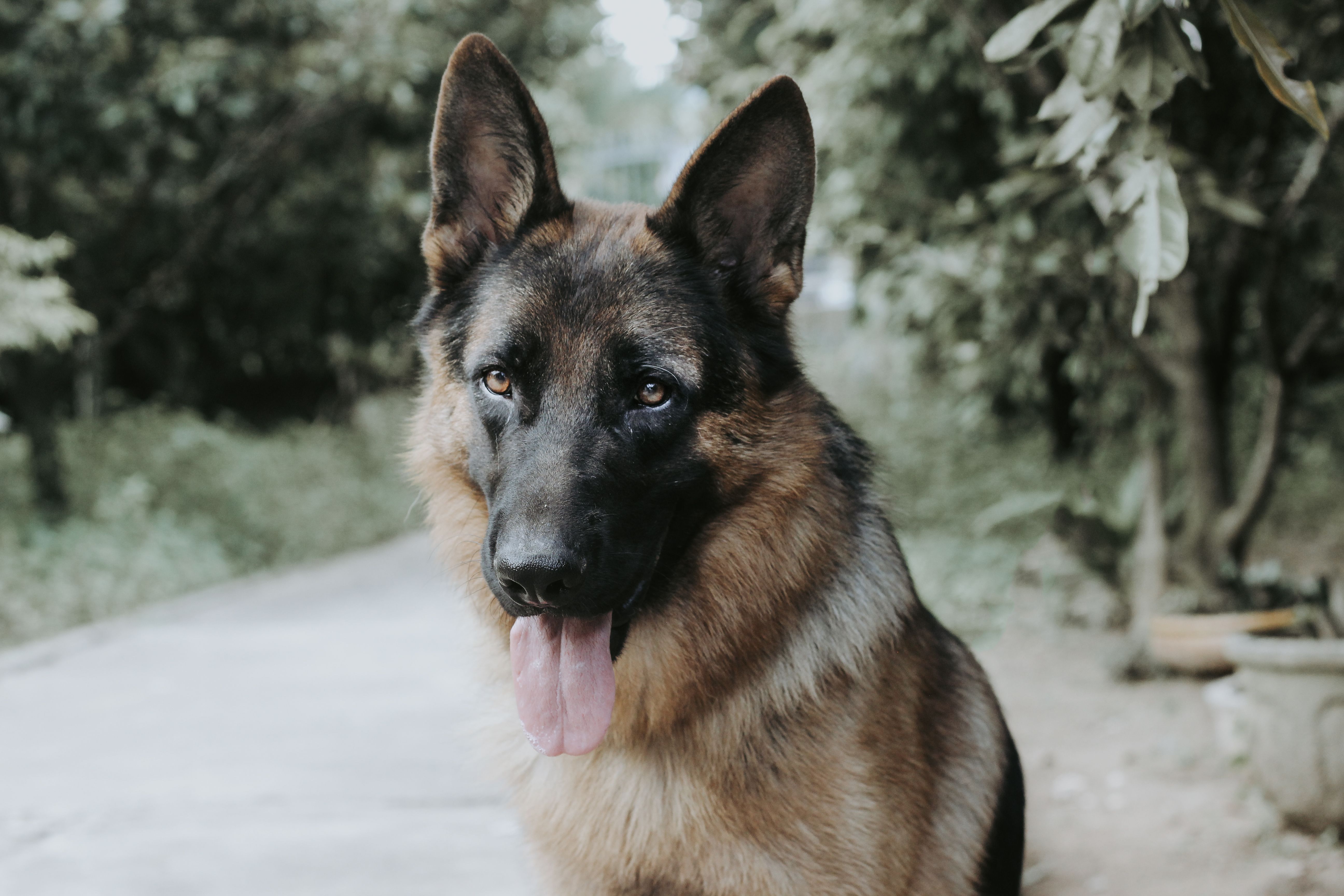 Garden Security for Pet Parents