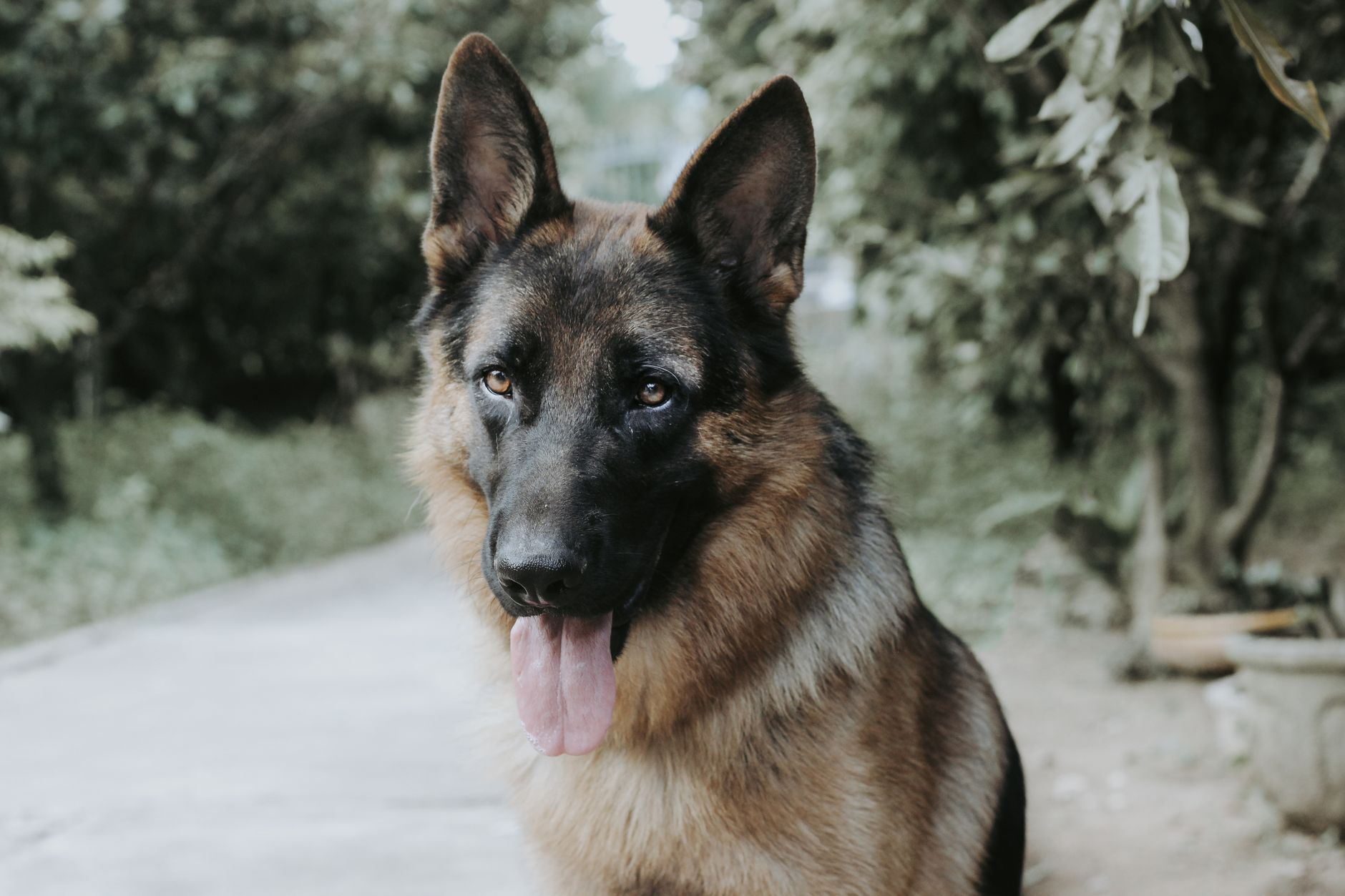 Garden Security for Pet Parents