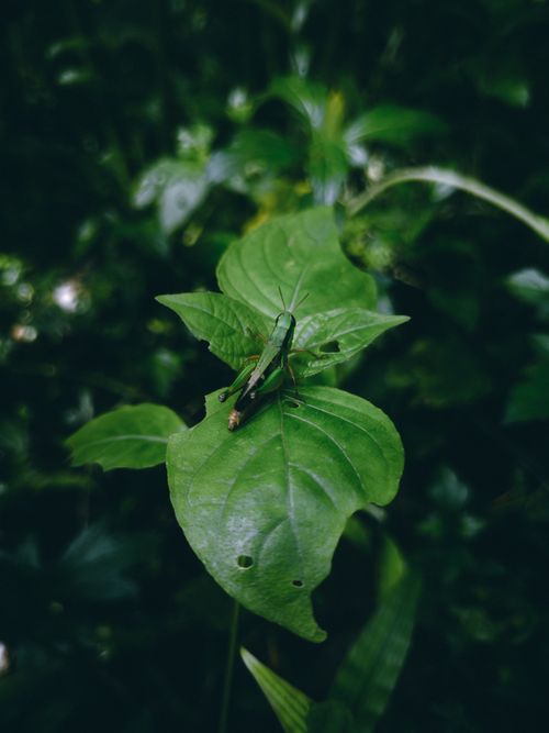Free A detailed view of a grasshopper perched on a lush green leaf, showcasing nature's beauty. Stock Photo
