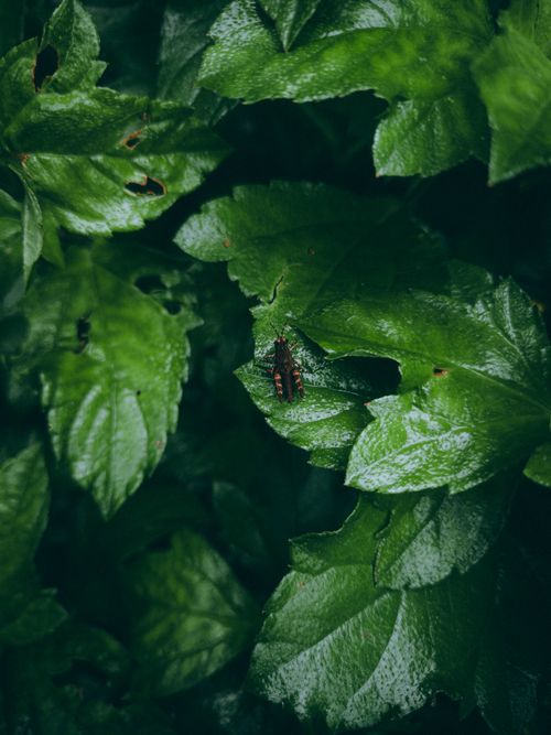 Free Close-up of a grasshopper resting on vibrant green leaves in Idukki, India. Natural beauty and tranquility. Stock Photo