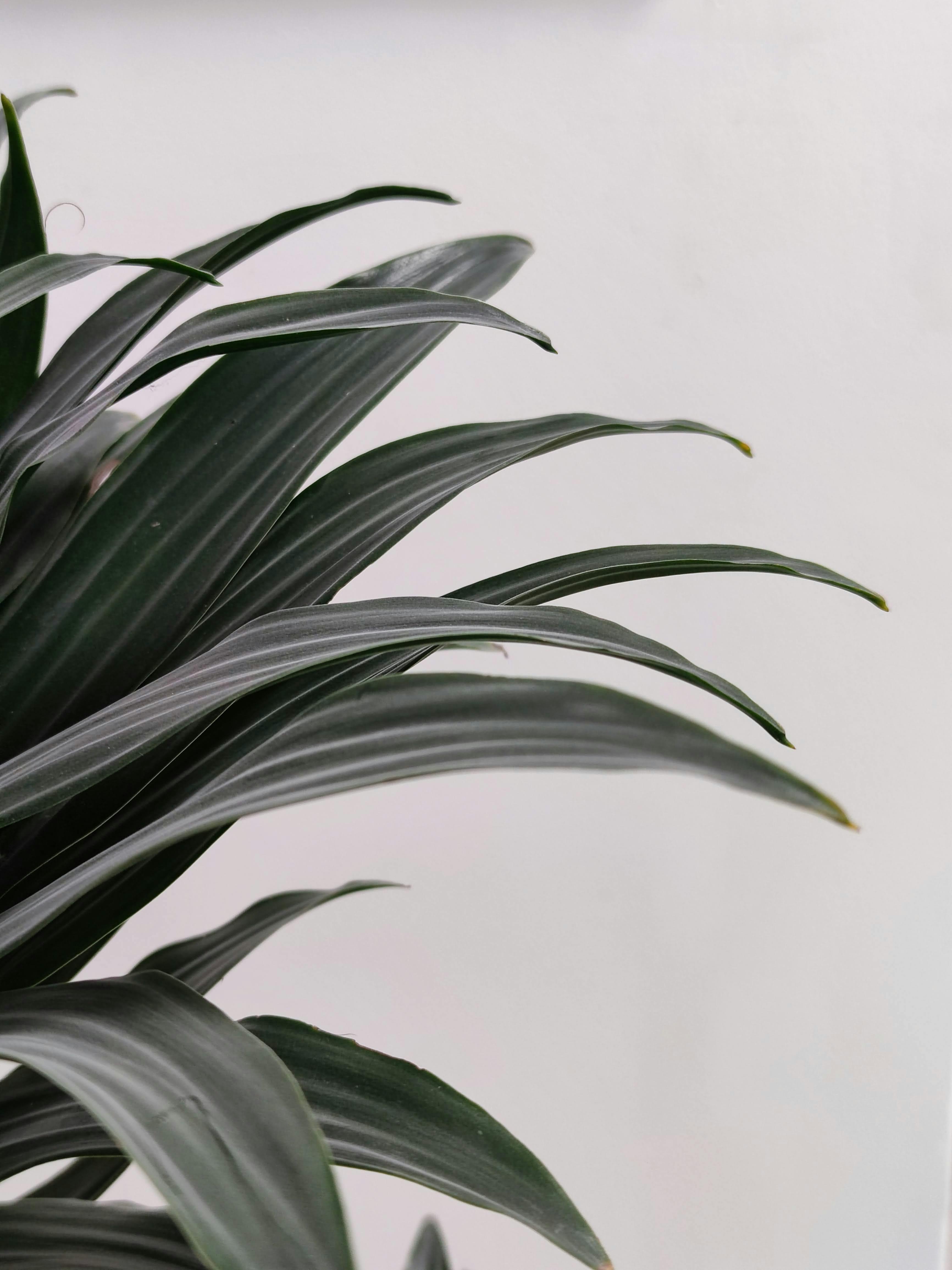 Zadarmo Fotobanka s bezplatnými fotkami na tému čerstvý, dracaena, dracaena marginata Fotka z fotobanky