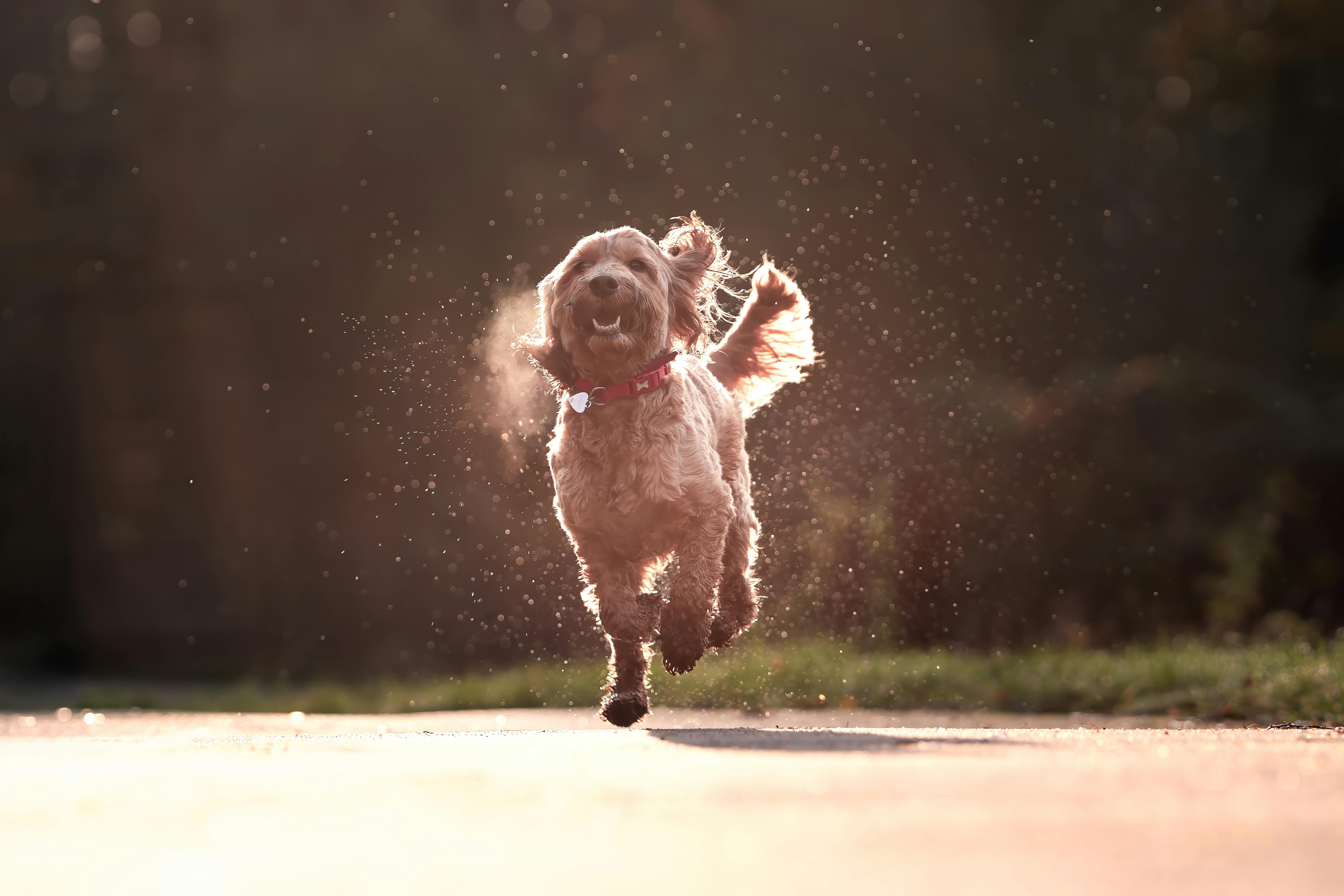 pet insurance pet finance and insurance — Photo by Karl  Byron on Pexels