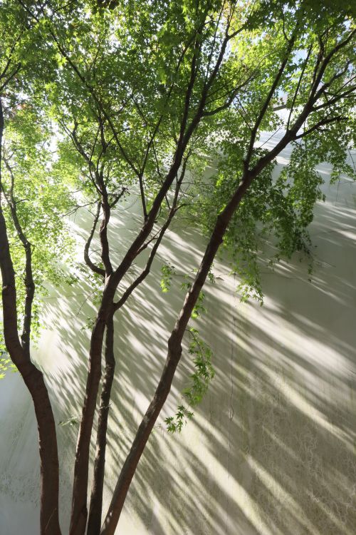 Free Sunlight filters through leaves casting shadows on a city wall, creating a serene urban nature scene. Stock Photo