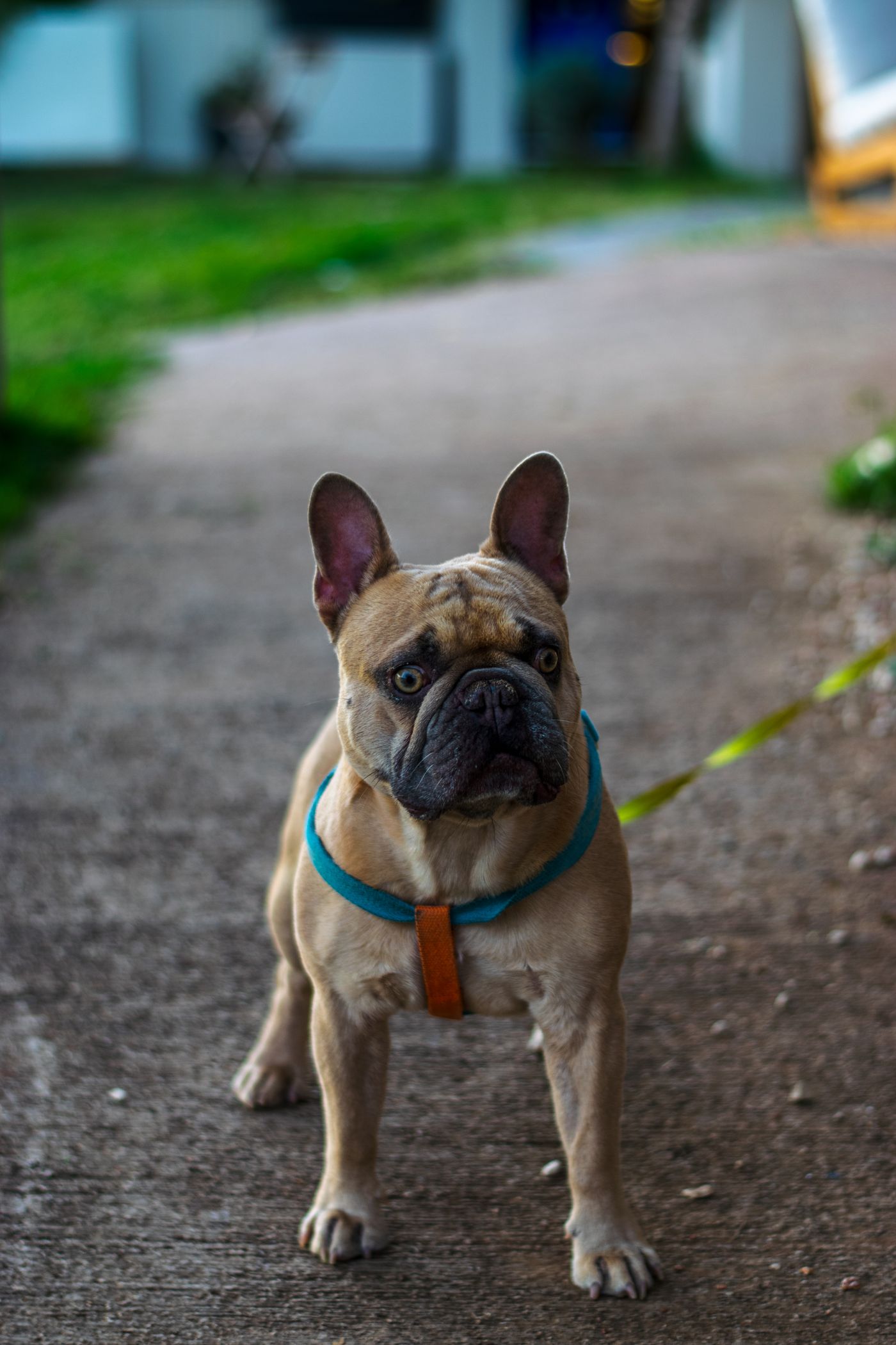 French Bulldog wearing a blue pet harness outdoors
