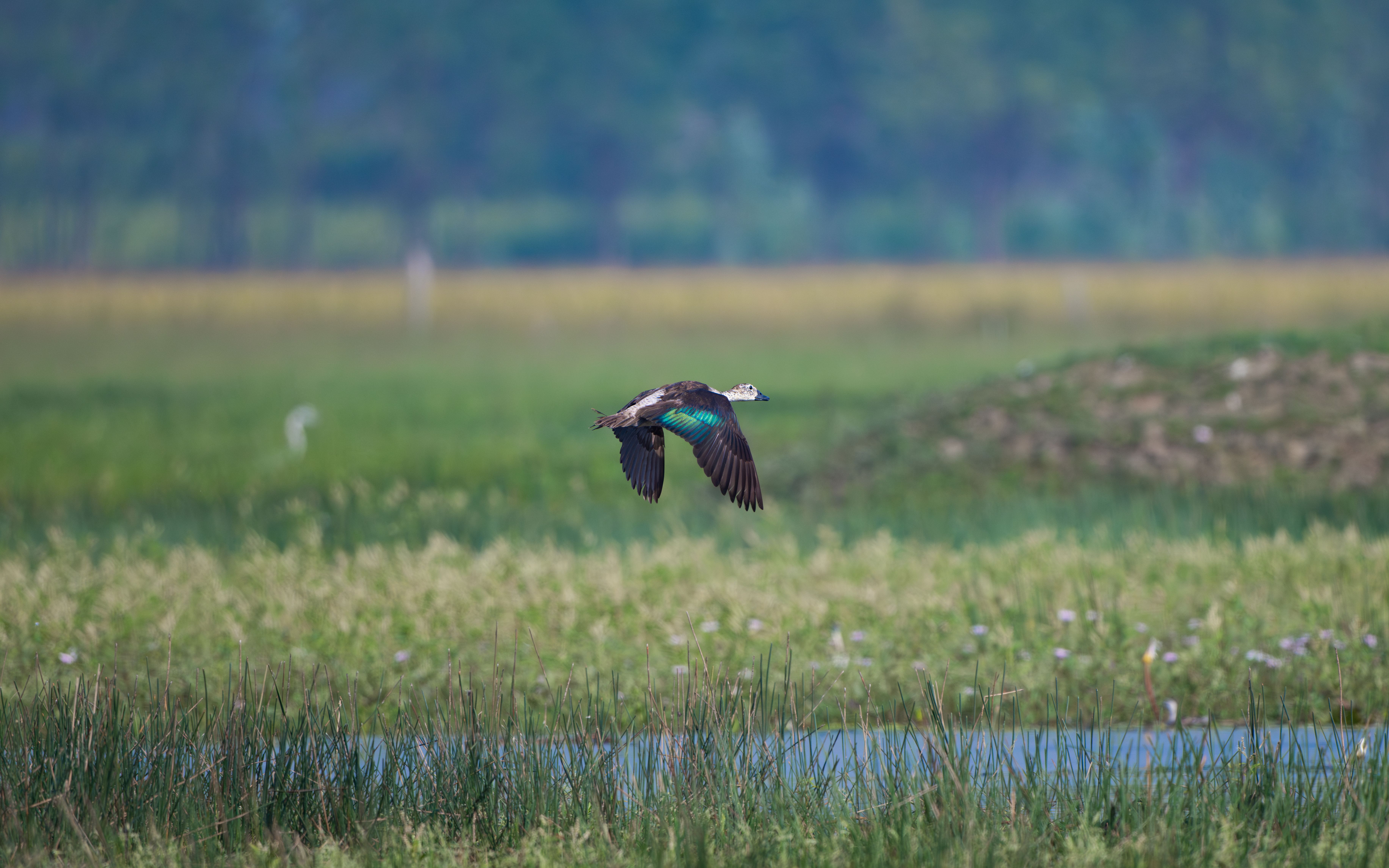 Flying Duck Over Serene Wetland Landscape · Free Stock Photo