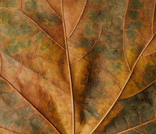 Free Detailed close-up of a vibrant autumn leaf showcasing natural patterns and colors. Stock Photo