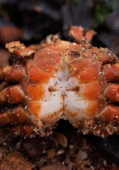 Detailed macro shot of an orange crab shell on a sandy rock surface.